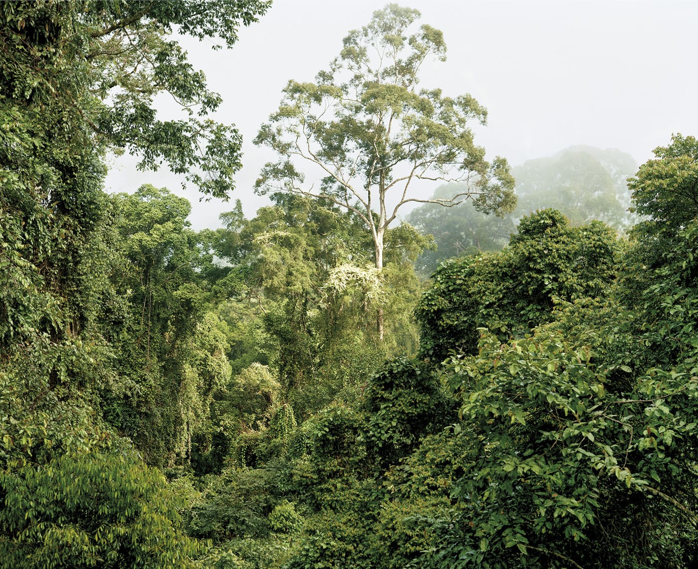 Olaf Otto Becker, PRIMARY FOREST 07, MALAYSIA, 2012