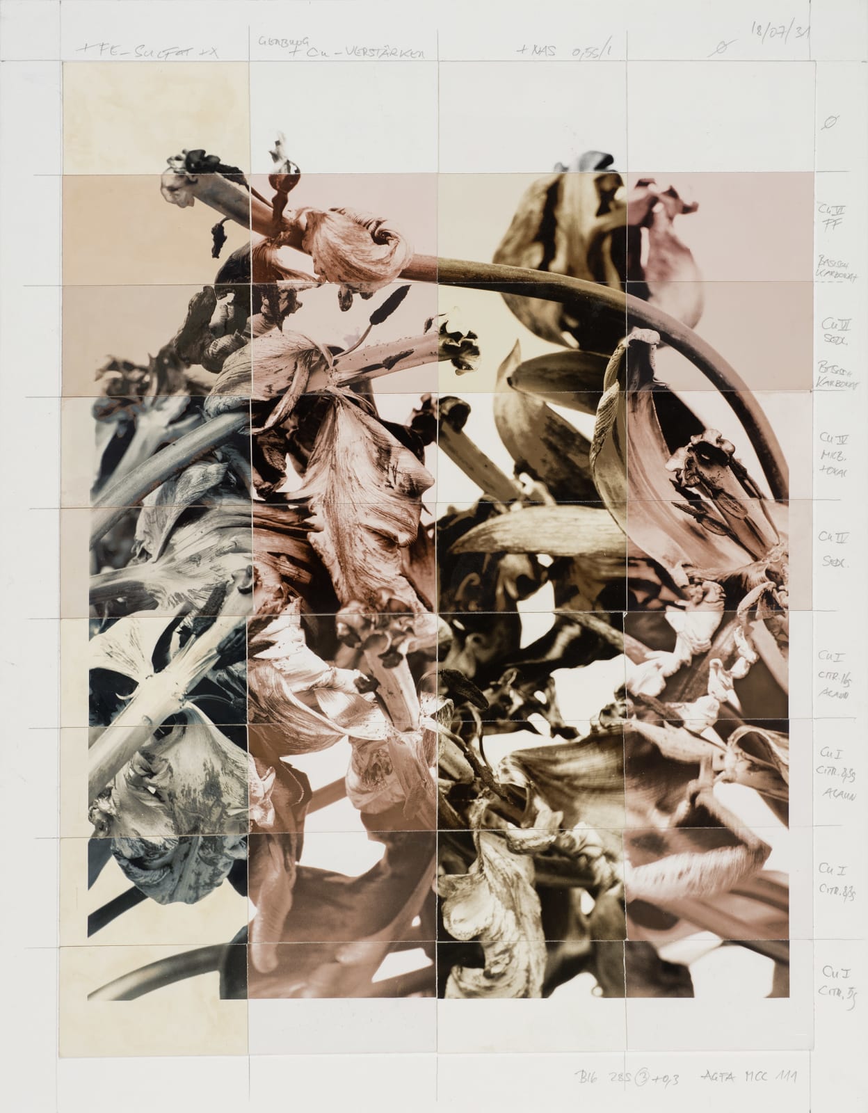Ulrich Schmitt, Tulpen-20D-T01-Cuprum, 2002/2018