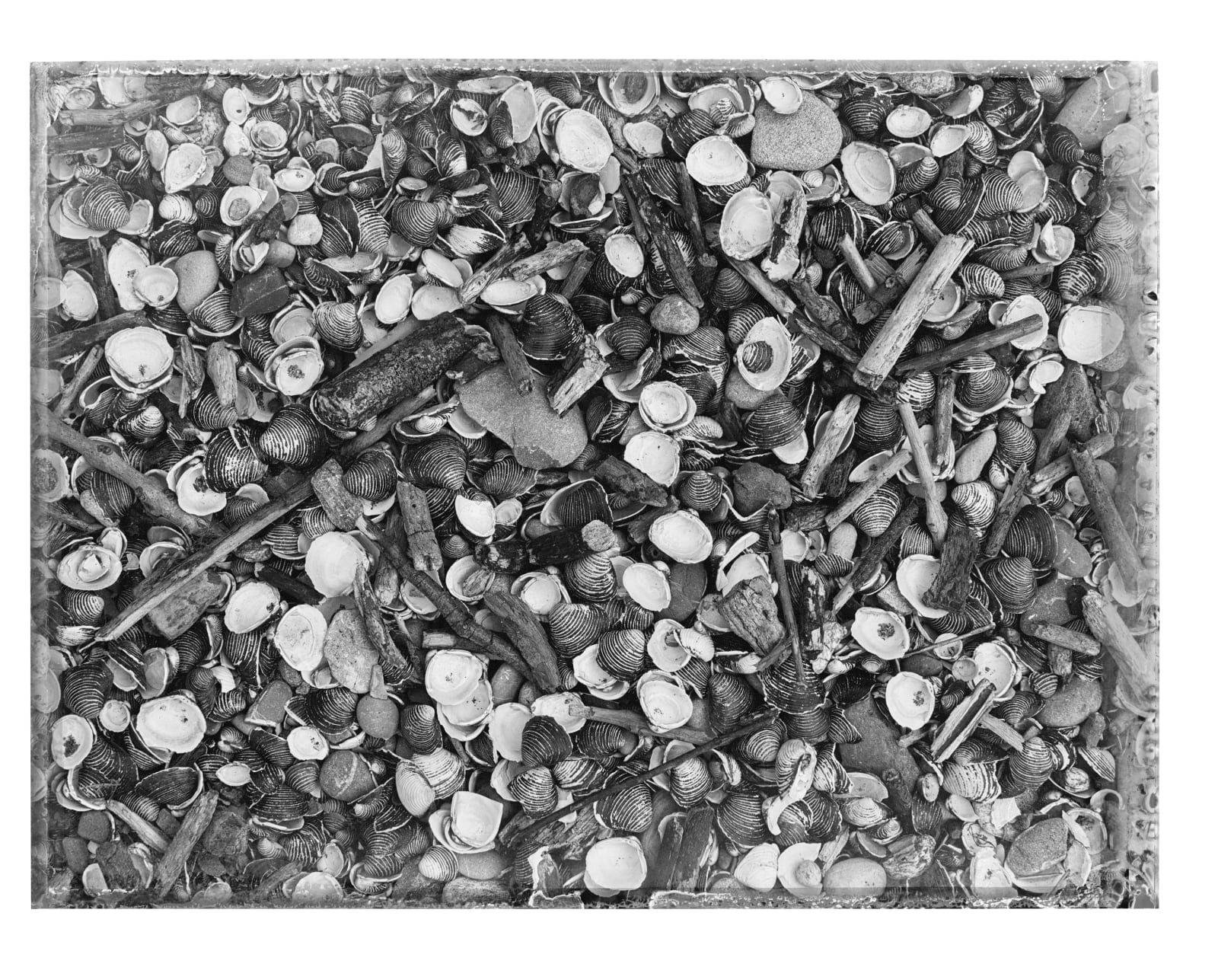 Christopher Thomas, Muscheln, Langenargen, 2019