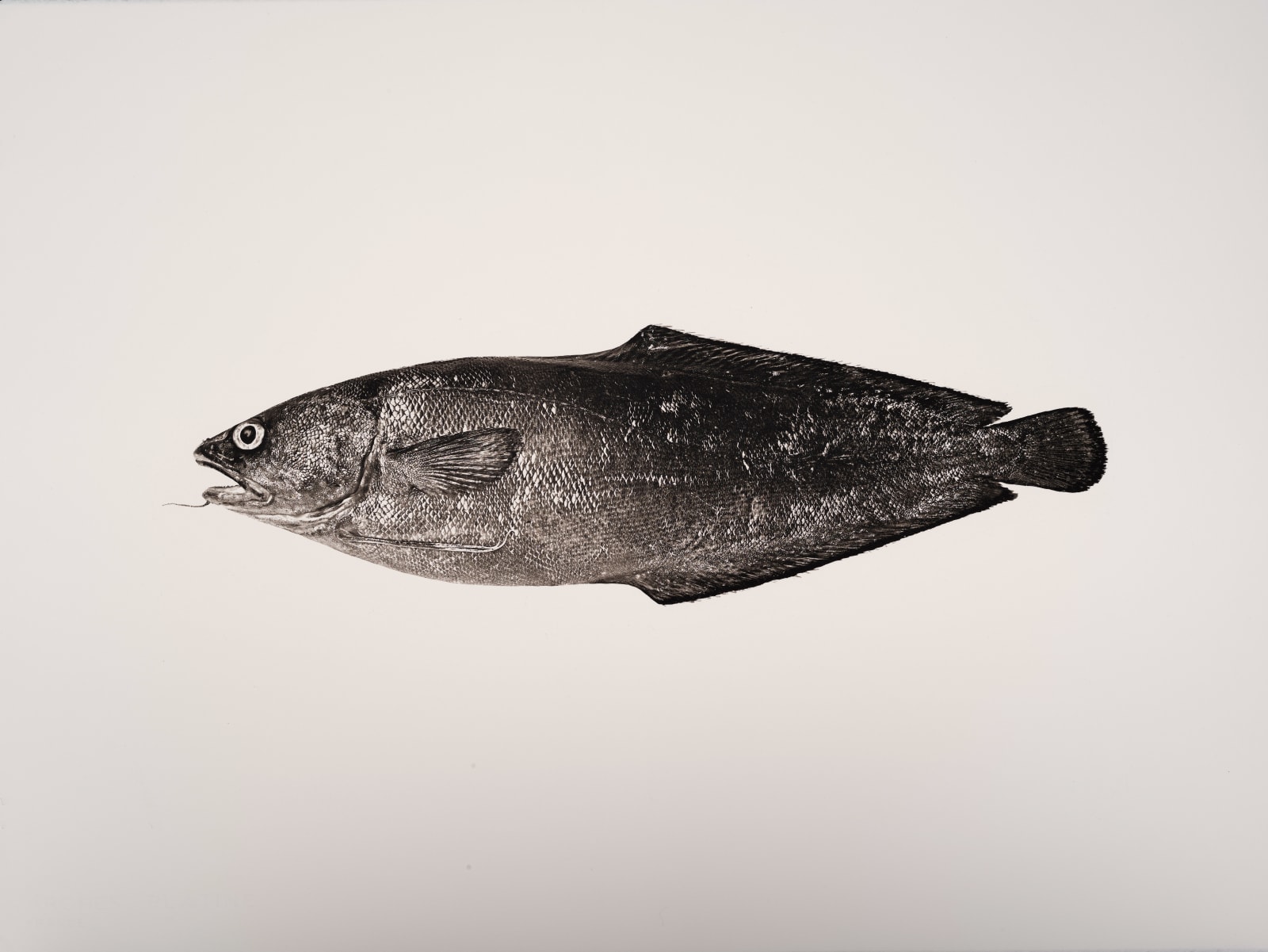 Jan C. Schlegel, Phycis Phycis, 2019