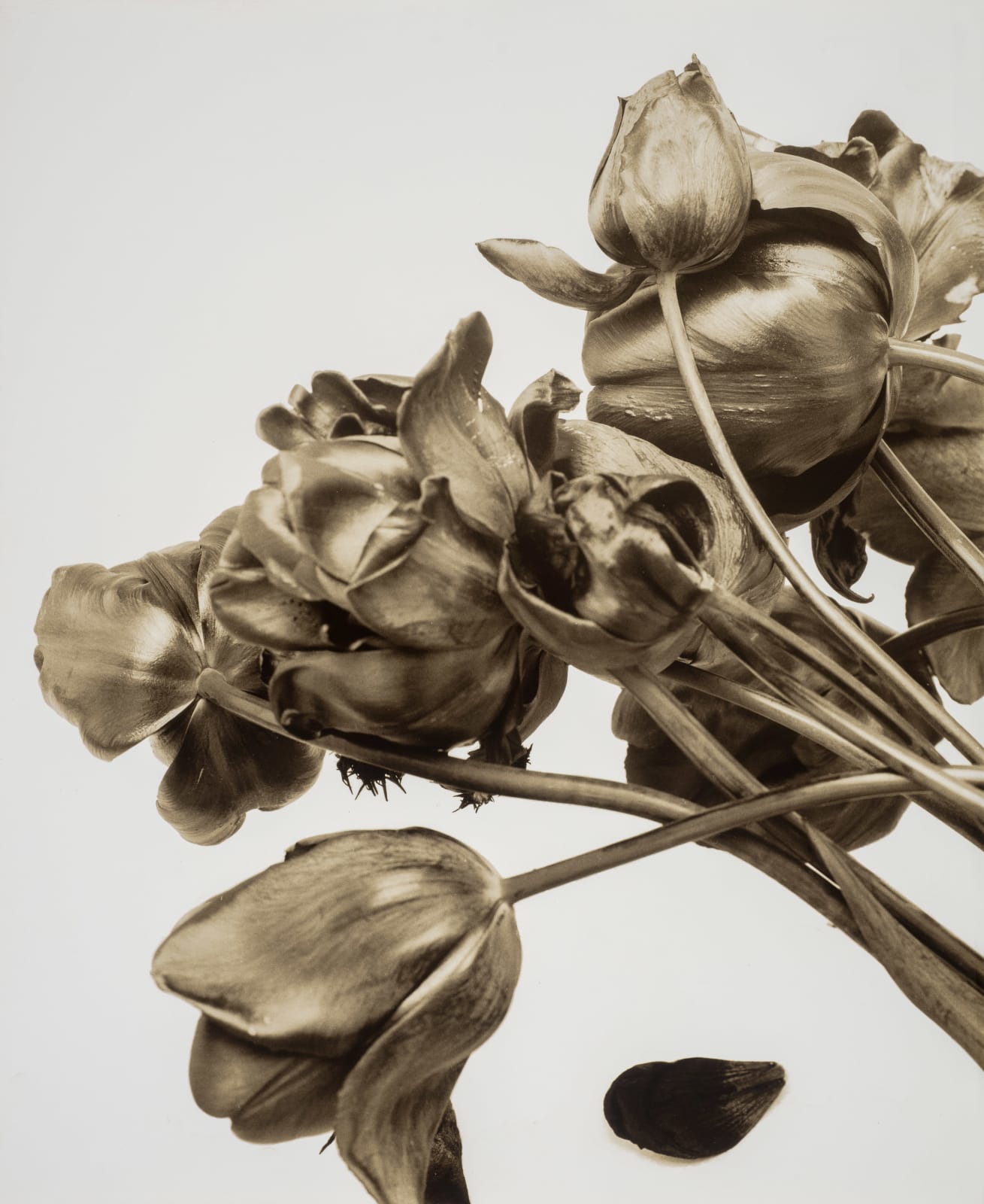Ulrich Schmitt, Tulpen-22A-Selenium, 2003/2021