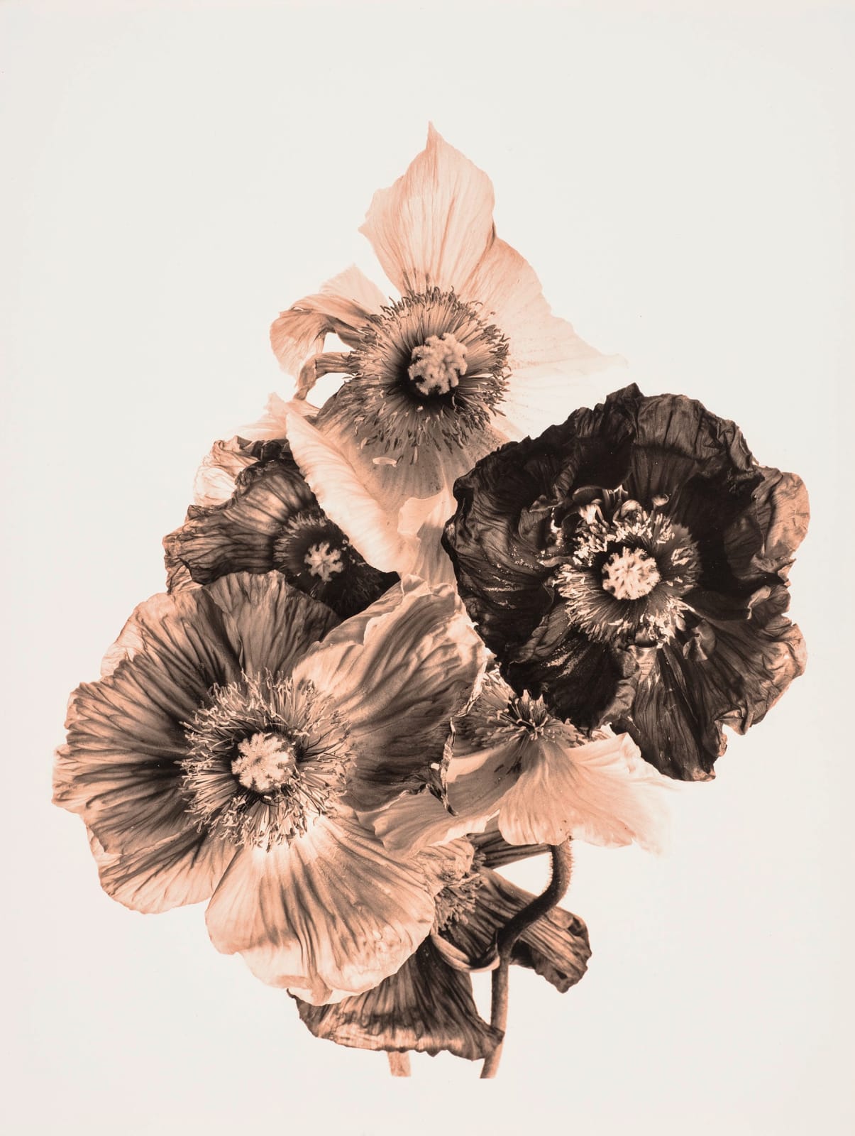 Ulrich Schmitt, Mohn-18B-Aurum, 2003