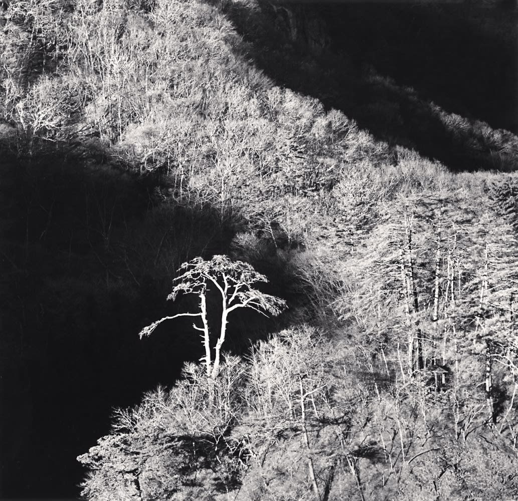 Michael Kenna, Red Pine and Forest, Gunma, Honshu, Japan, 2024