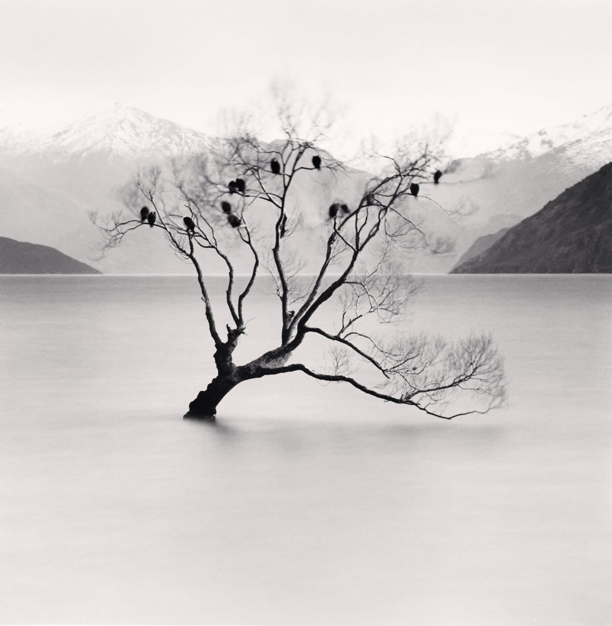 Michael Kenna, Wanaka Lake Tree, Study 2, Otago, New Zealand, 2013