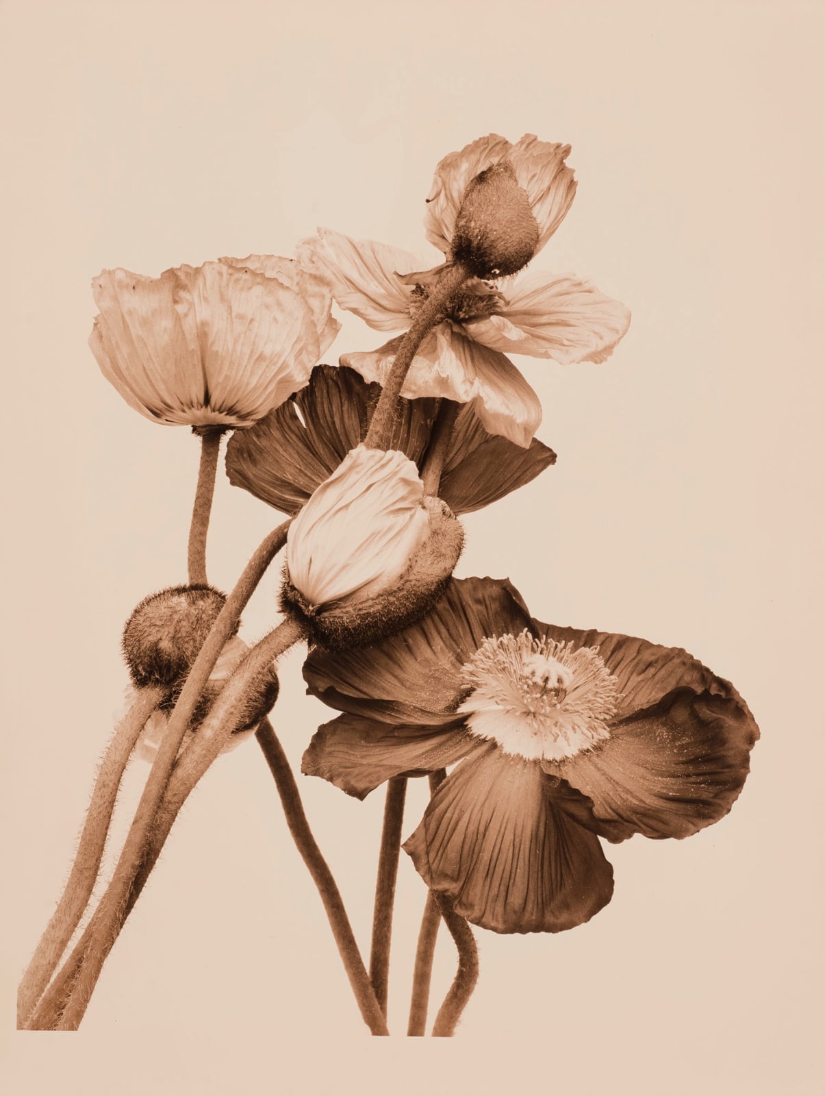 Ulrich Schmitt, Mohn-08A-Selenium, 2003/2021