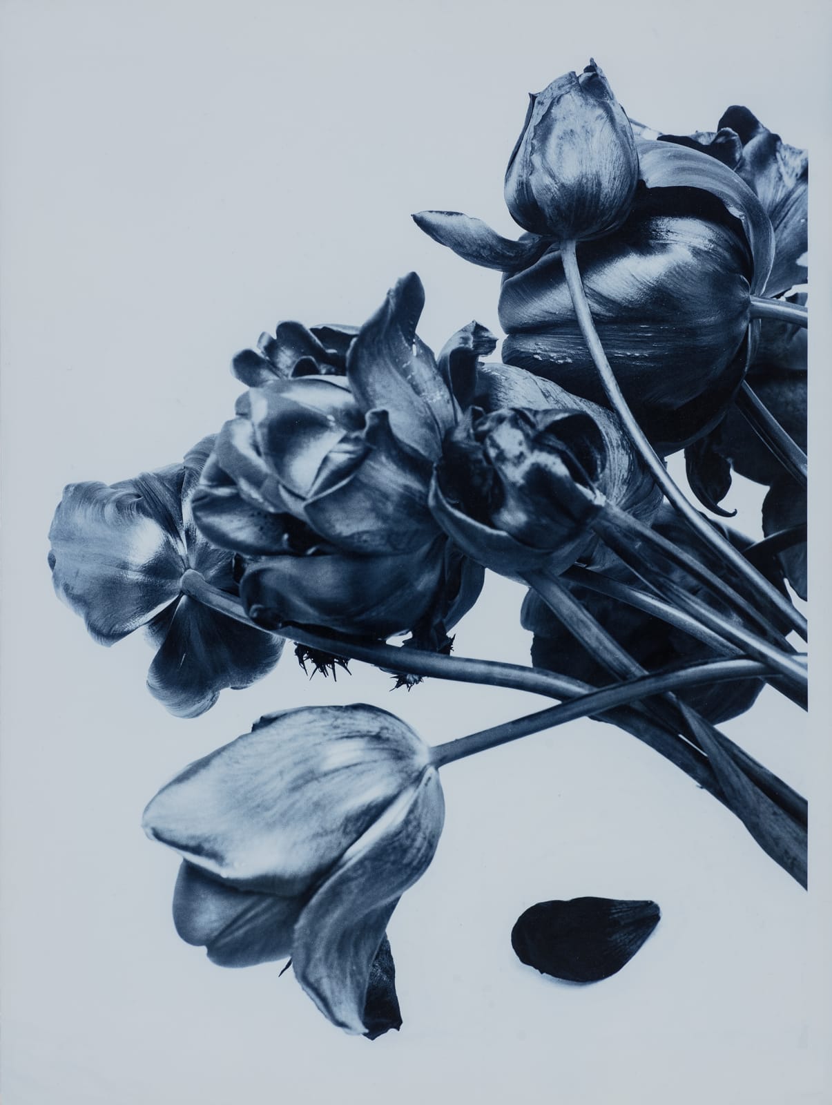 Ulrich Schmitt, Tulpen-22A-Ferrum, 2002/2017