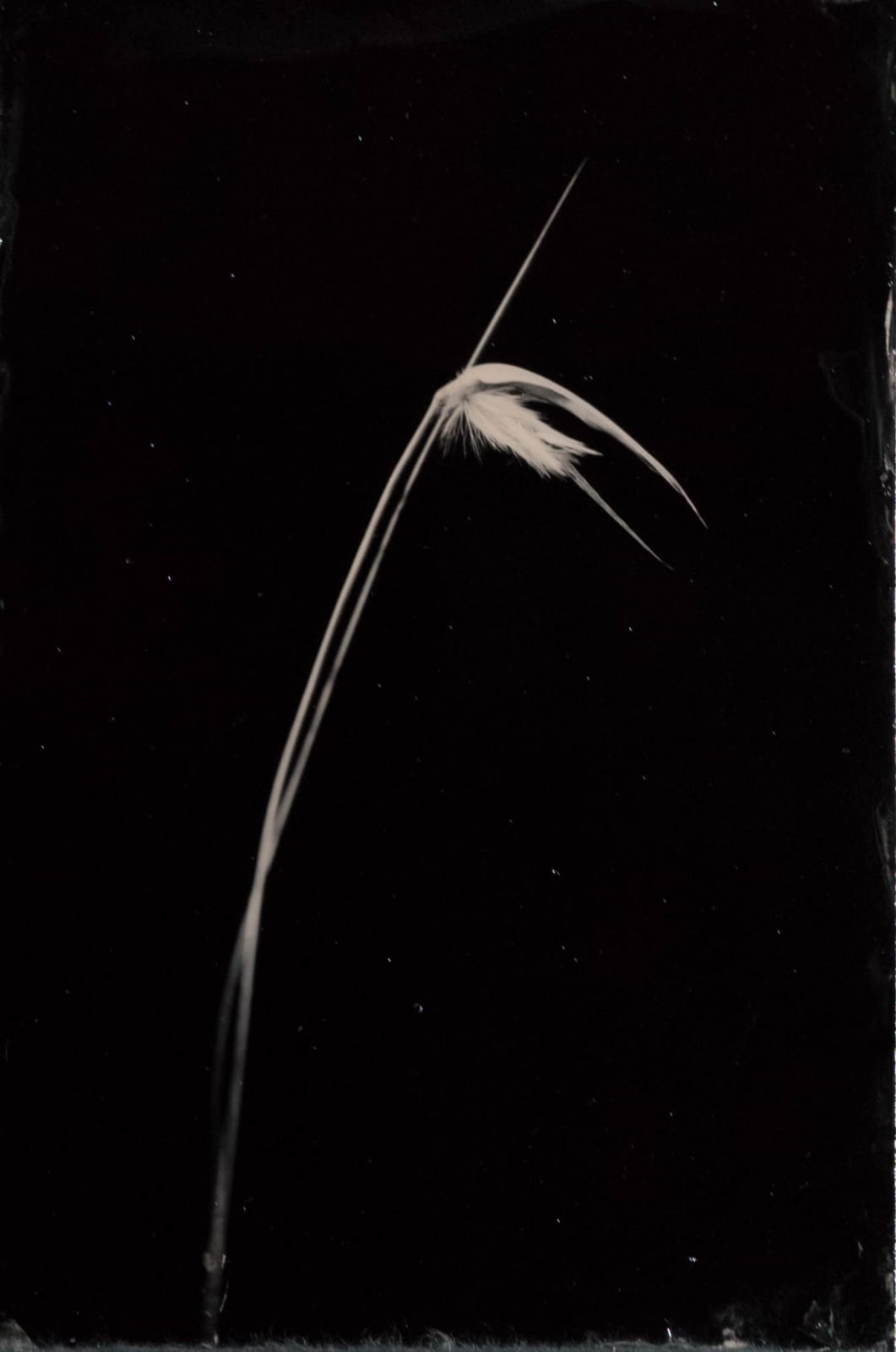 Steffen Diemer, Gras, WVZ 1274, 2025