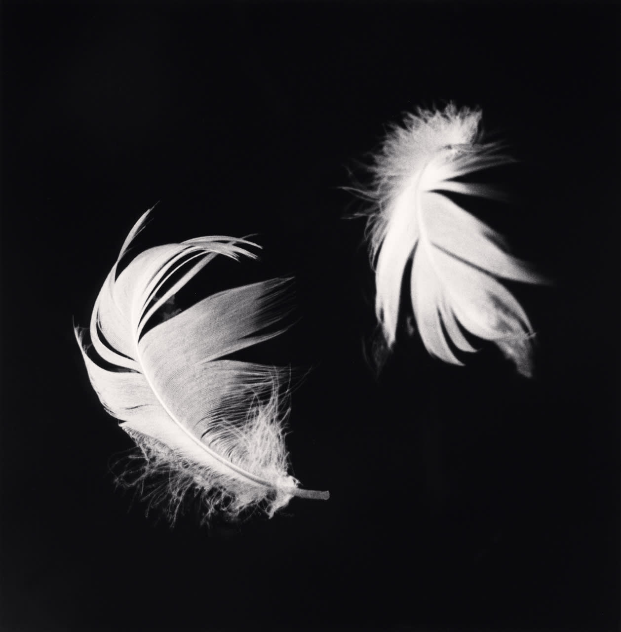 Michael Kenna, Two Feathers, Courances, France, 1996