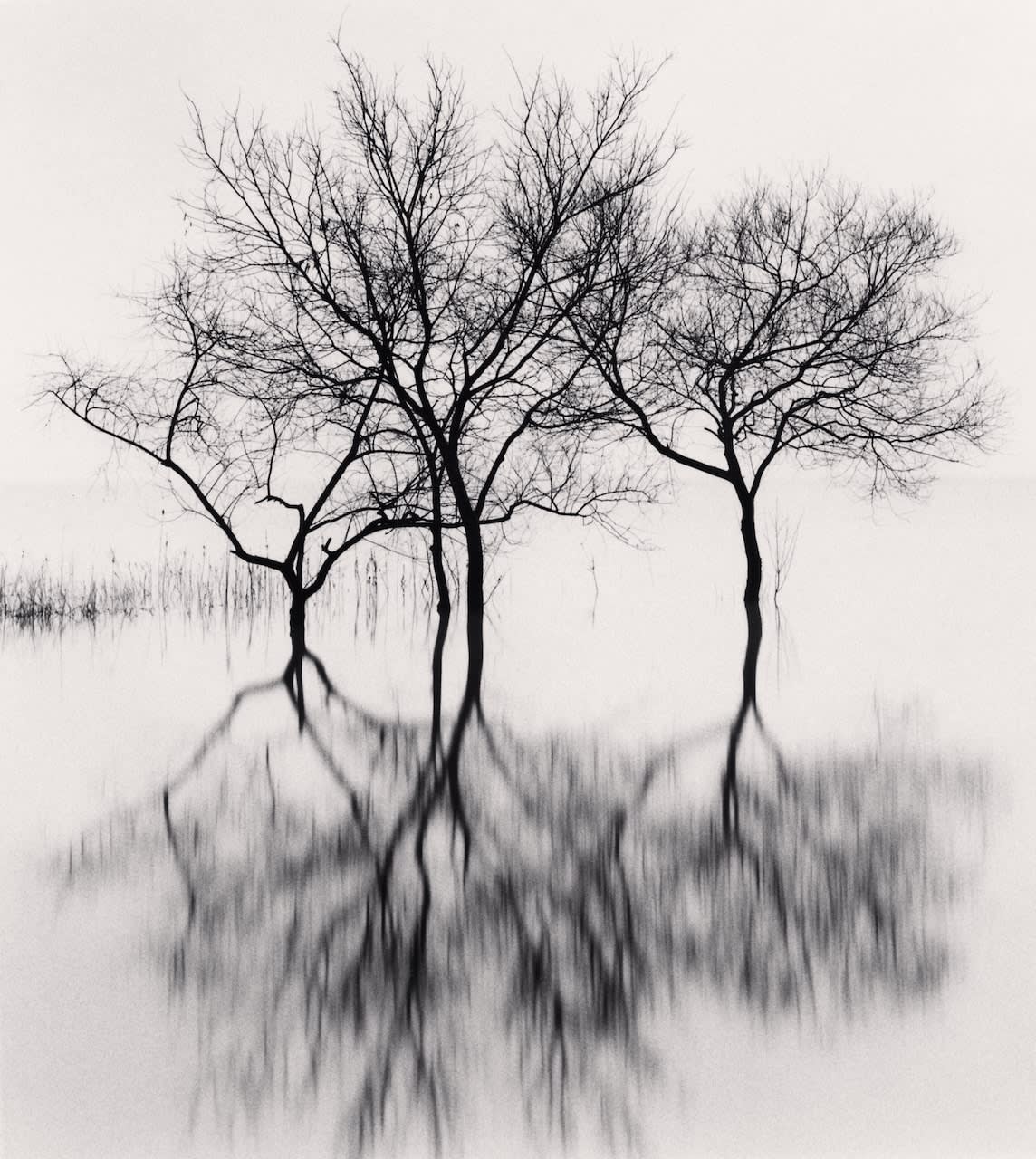 Michael Kenna, Contented Trees, Daechongho, Chungcheongbuk-do, South Korea, 2024