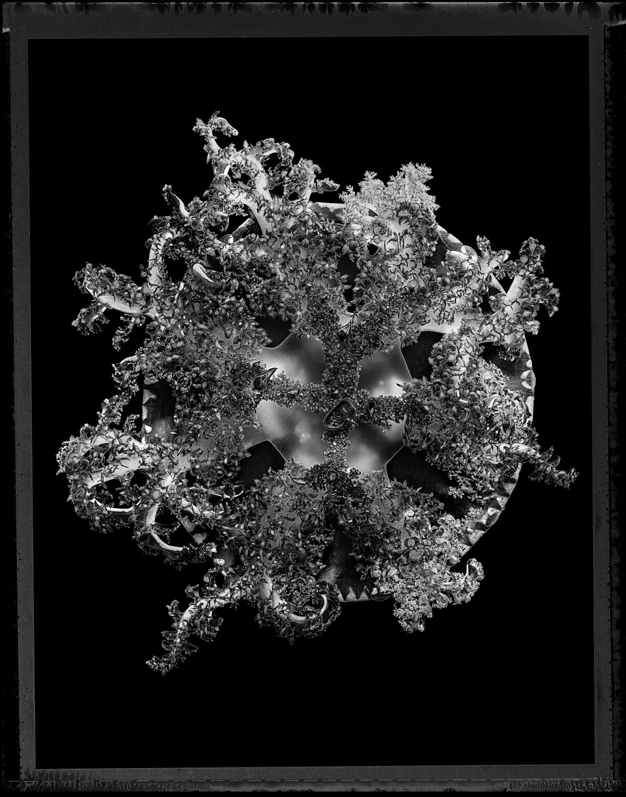 Jan C. Schlegel, Cassiopea Xamachana, 2022