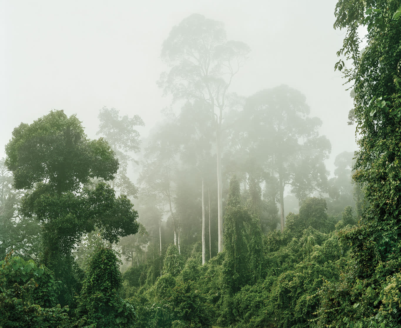 Olaf Otto Becker, PRIMARY FOREST 04, MALAYSIA, 2012