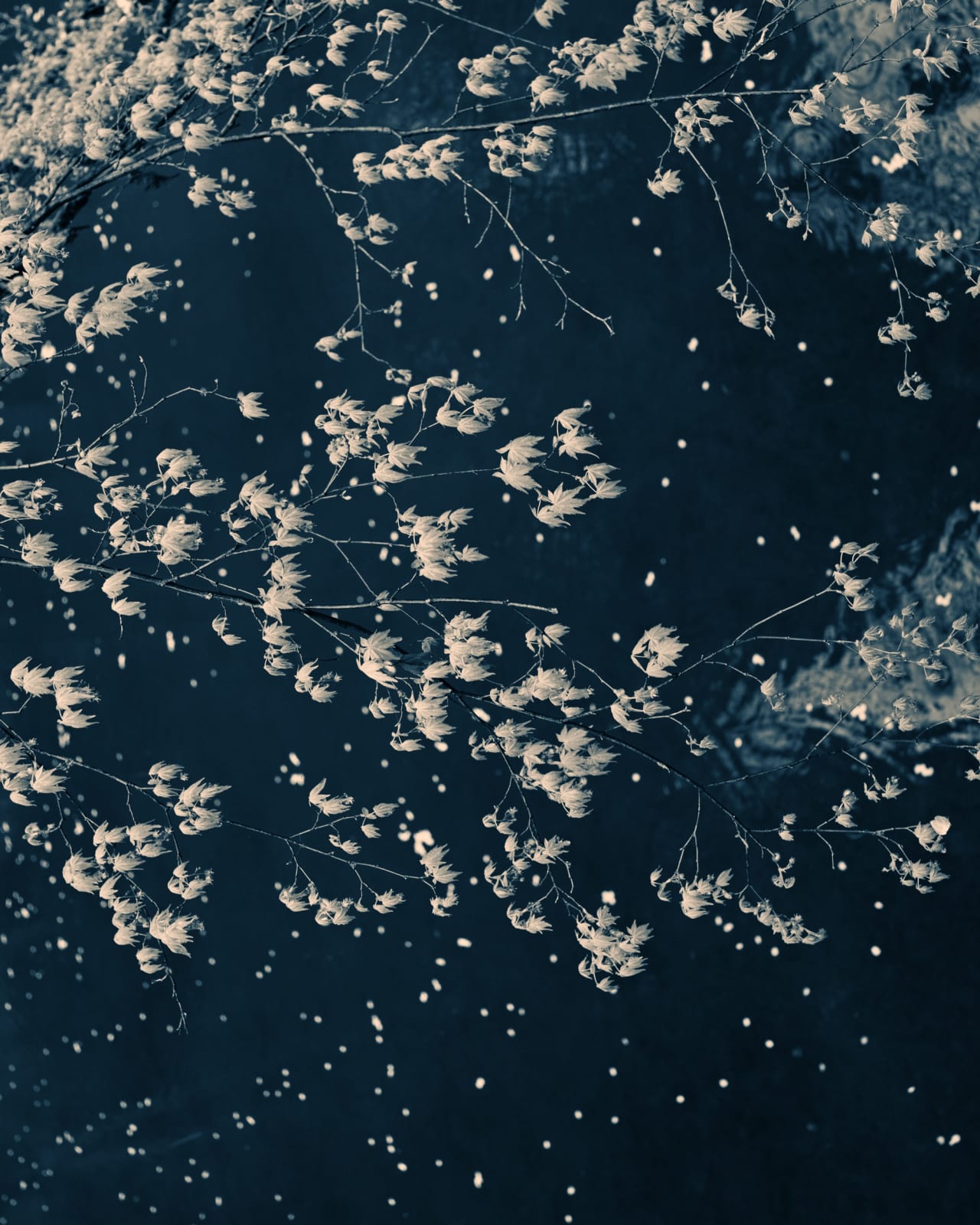 Albarrán Cabrera, The Mouth of Krishna, #280, 2015