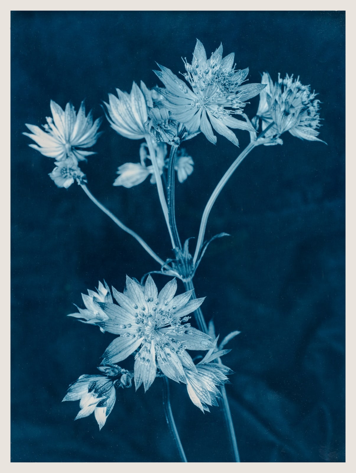 Ulrich Schmitt, Astrantien-43-Ferrum, 2017