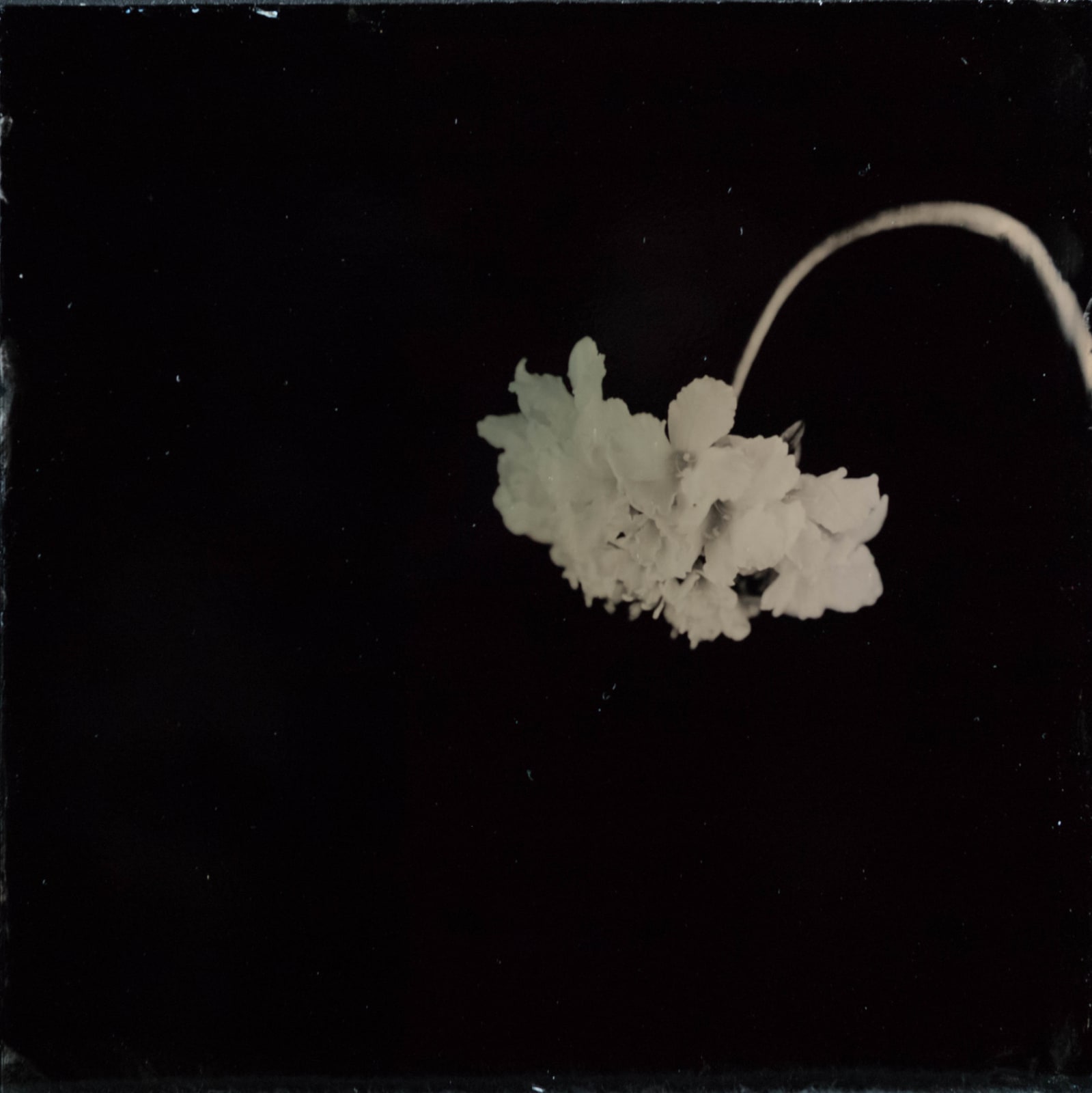 Steffen Diemer, Blüte, WVZ 1272, 2024