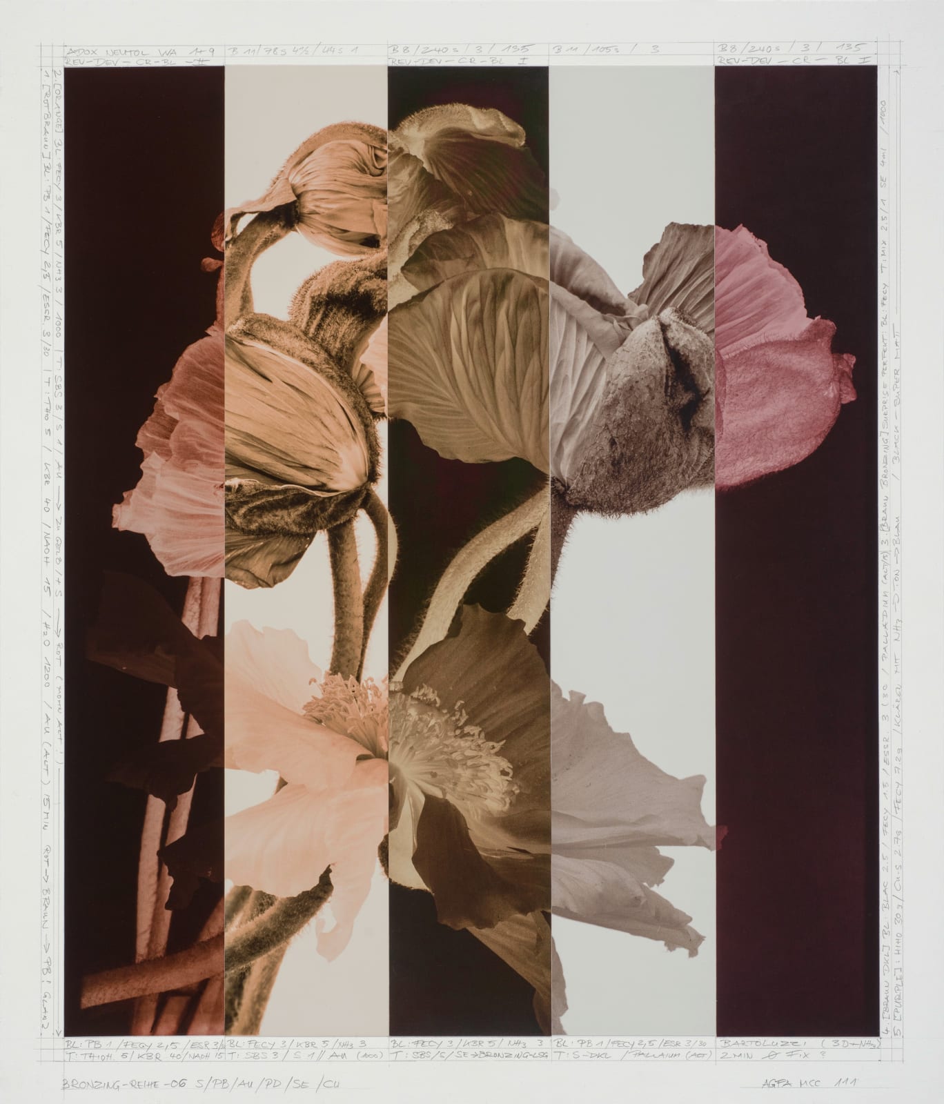 Ulrich Schmitt, Mohn-12C_T06_Sulfur, 2003/2023