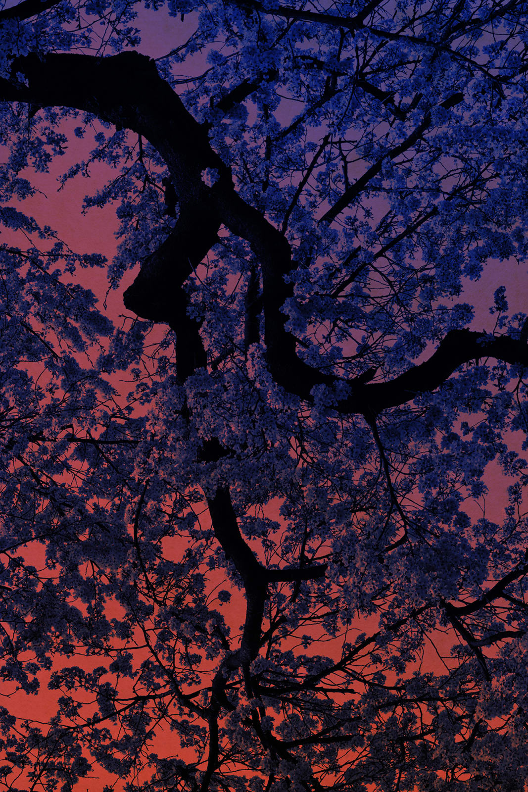 Albarrán Cabrera, The Mouth of Krishna, #60455, 2018