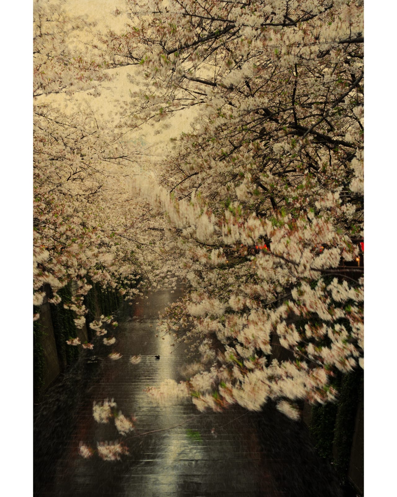 Albarrán Cabrera, The Mouth of Krishna, #98, Japan, 2013