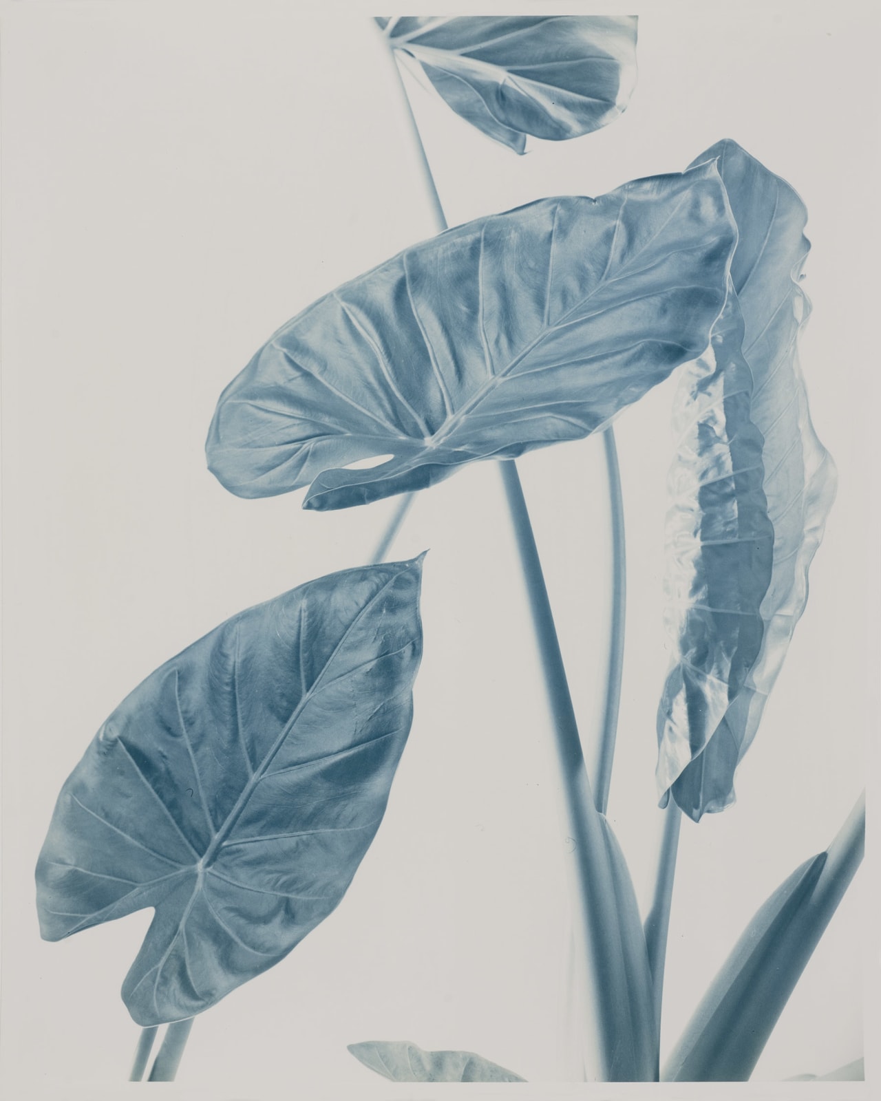Ulrich Schmitt, Alocasia-01-Ferrum, 2000/2017
