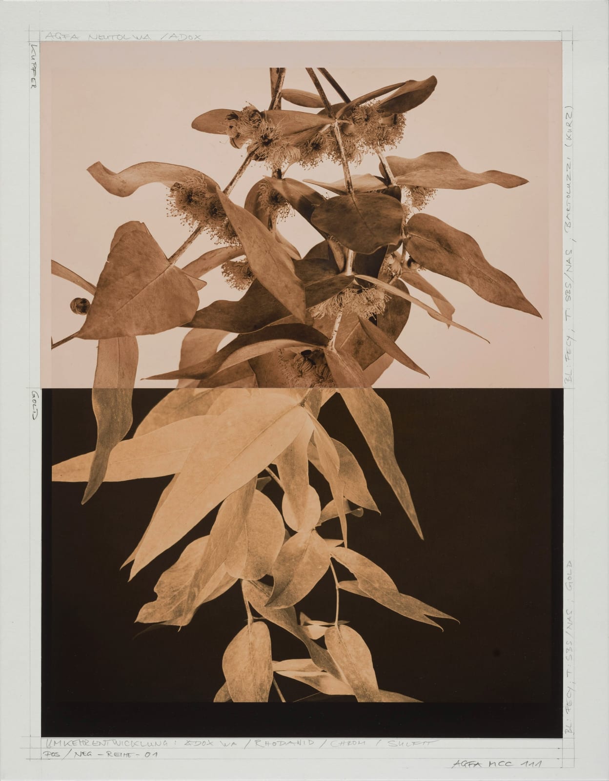 Ulrich Schmitt, Eukalyptus-78_T01_Cuprum, 2018/2023