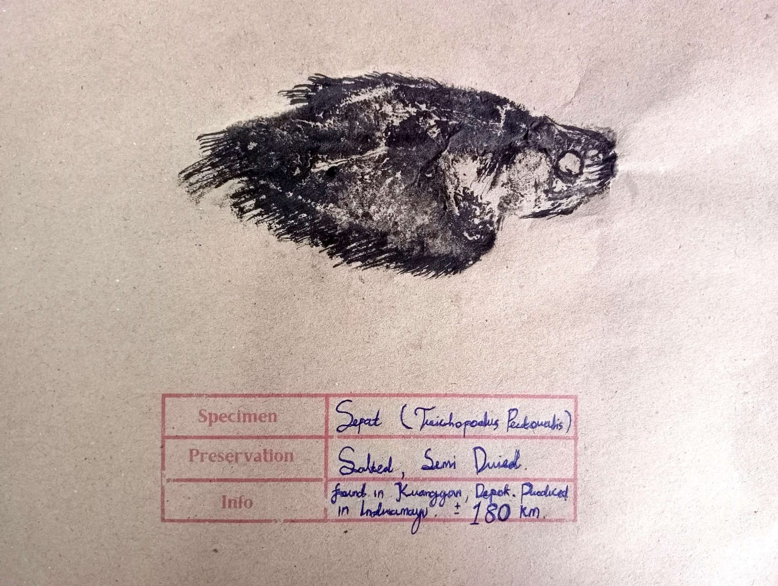 SIllyndris, The Inland Catch 5, 2025