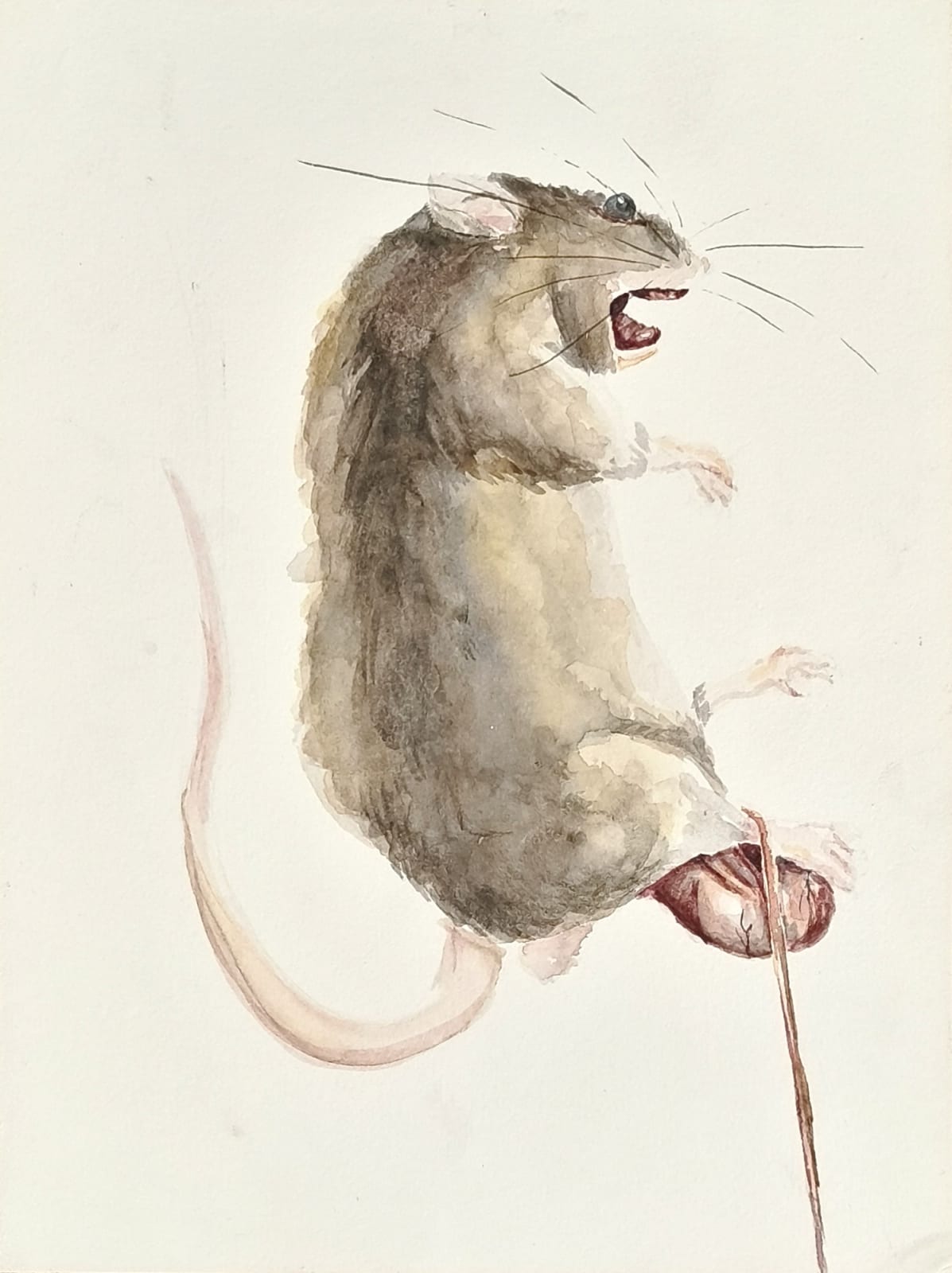 Keenan Tham, Rat Race 9, 2023