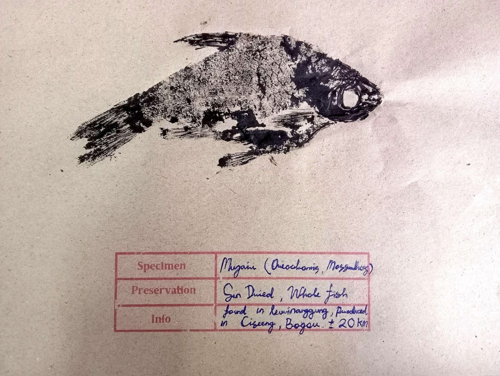 SIllyndris, The Inland Catch 3, 2025