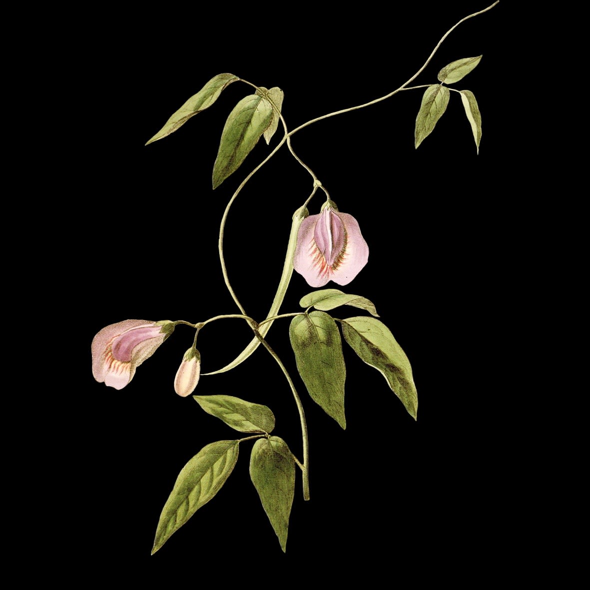 Andrea Wolf, LS923458 (Butterfly Pea), 2025