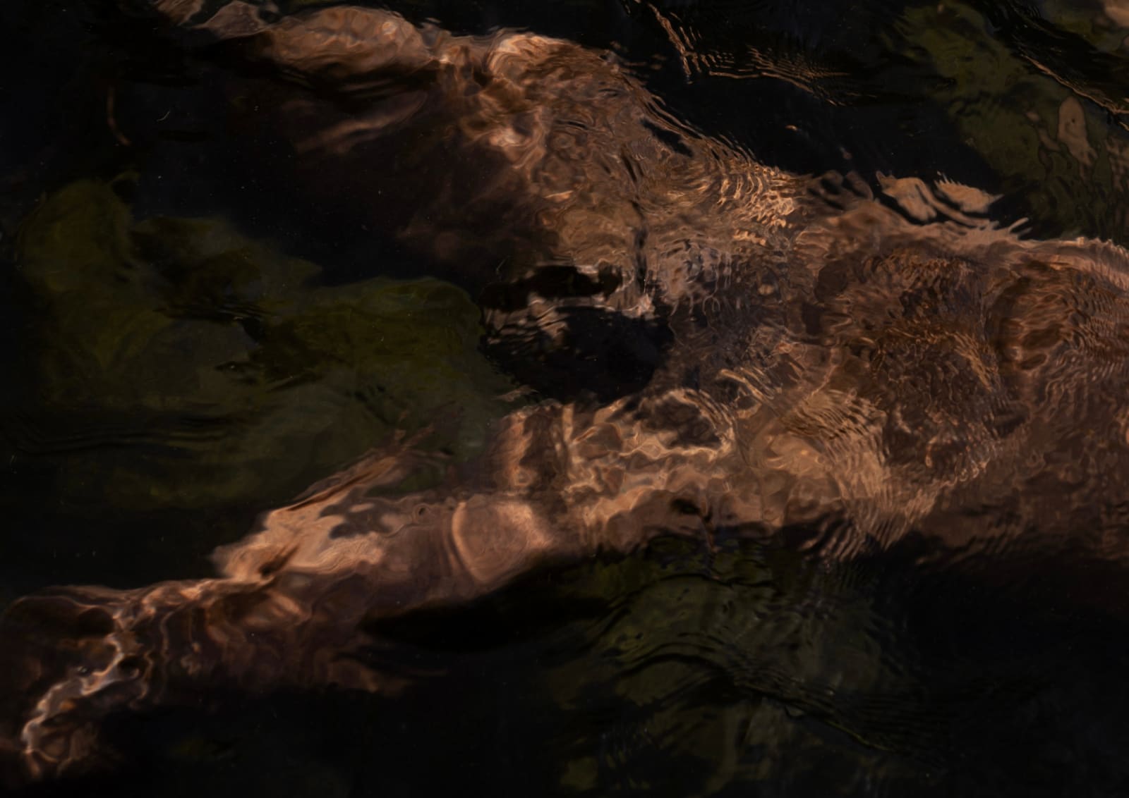 Francisco Allendes, Corpus Fluens |||, 2024