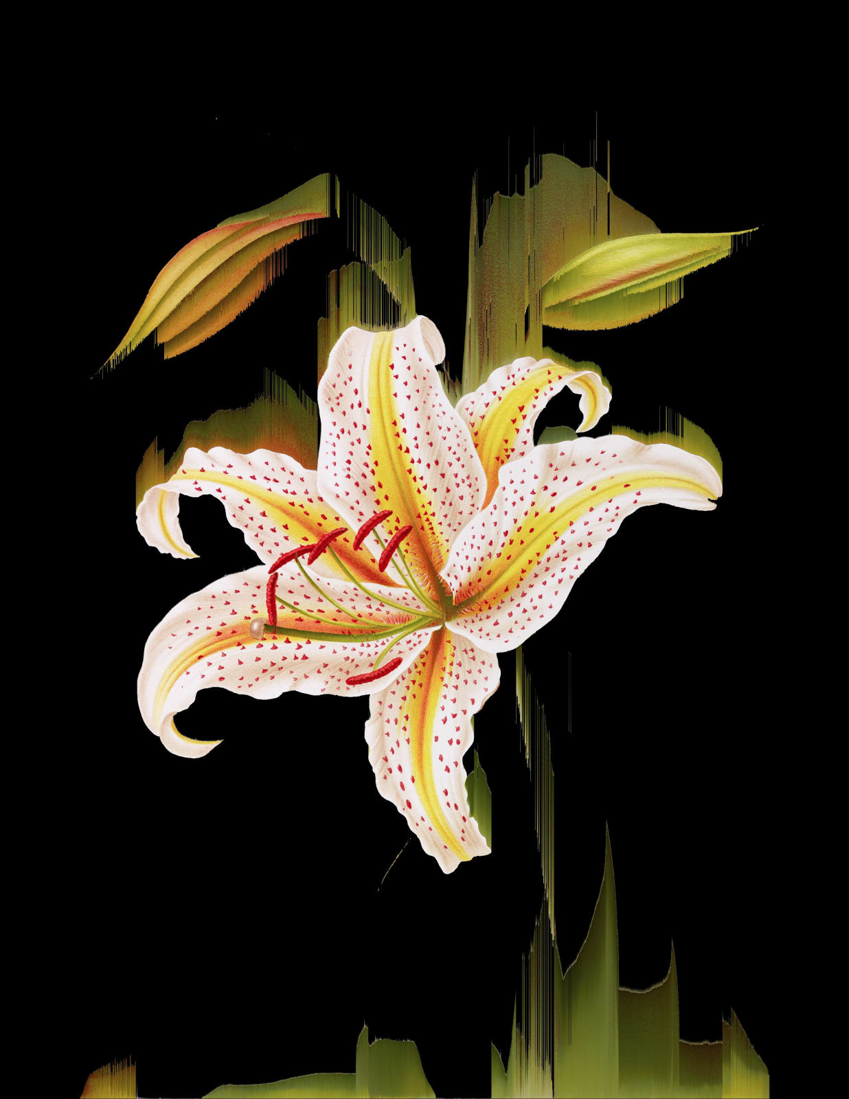 Andrea Wolf, L463218, 2025