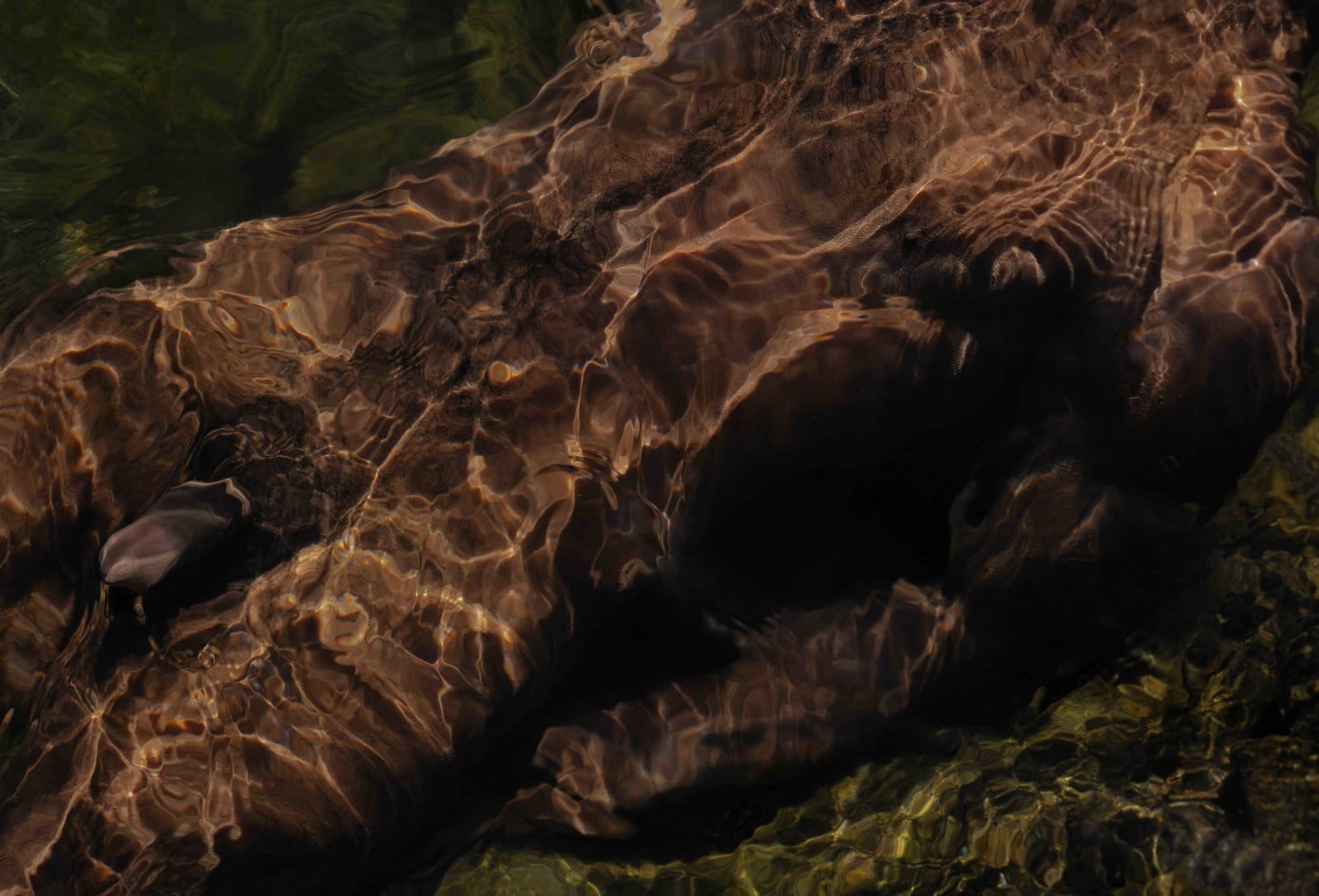 Francisco Allendes, Corpus Fluens IV, 2025