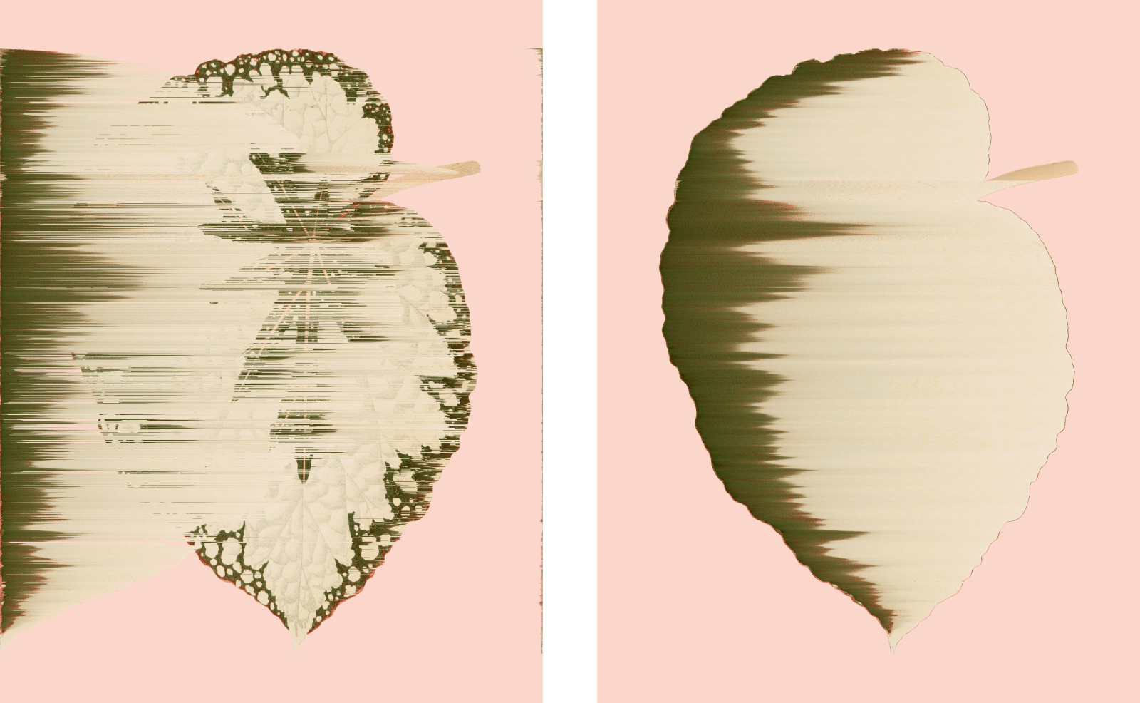 Andrea Wolf, Begonia Rex-Cultorum, vars. 042, 018, 2020