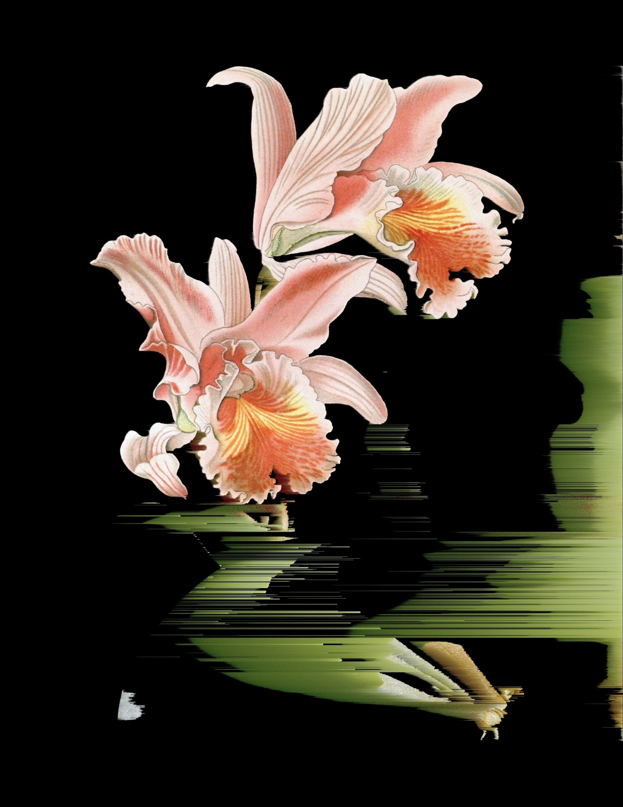 Andrea Wolf, L697451 (Pink Easter Cattleya / Orquídea de Pascua rosada), 2024