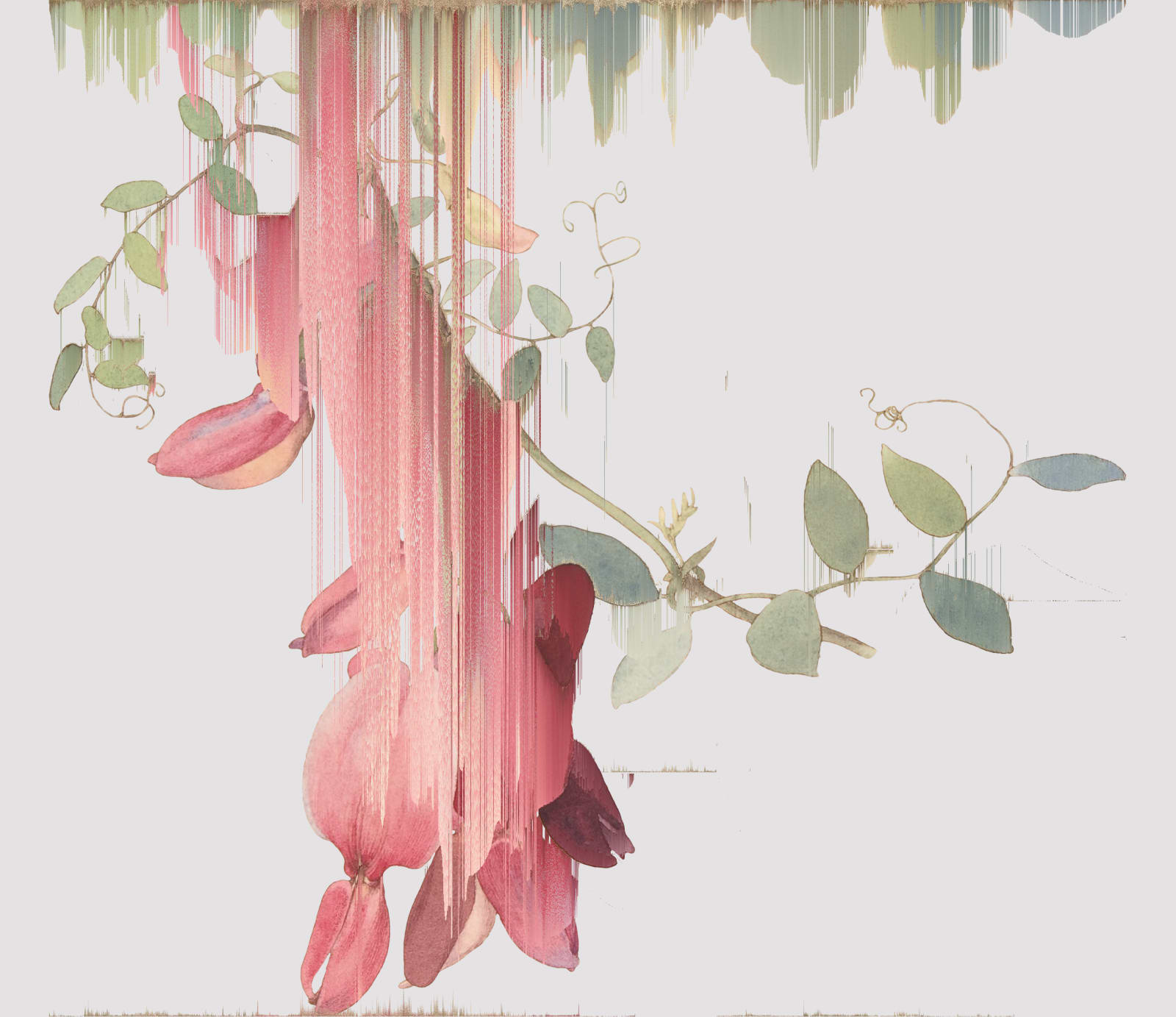 Andrea Wolf, Lathyrus Splendens, var. 013, 2020