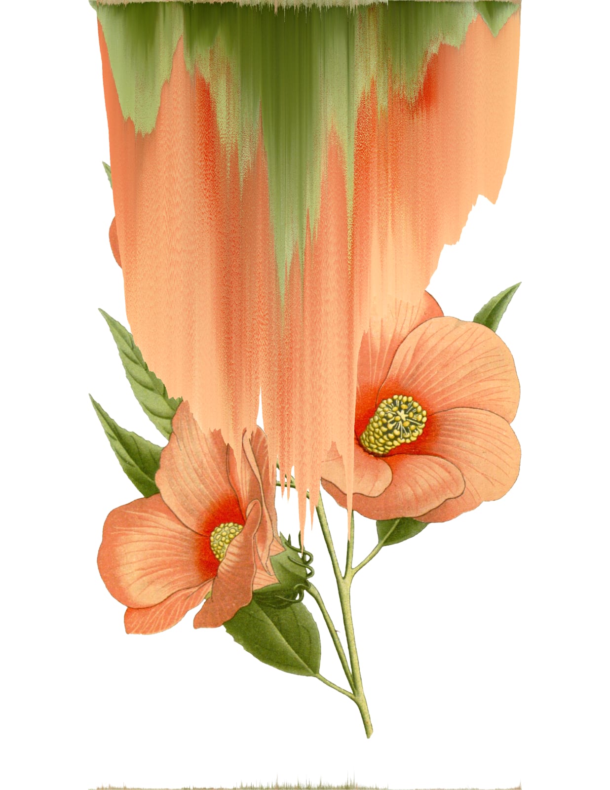 Andrea Wolf, Hibiscus Moscheutos, var. 016, 2020
