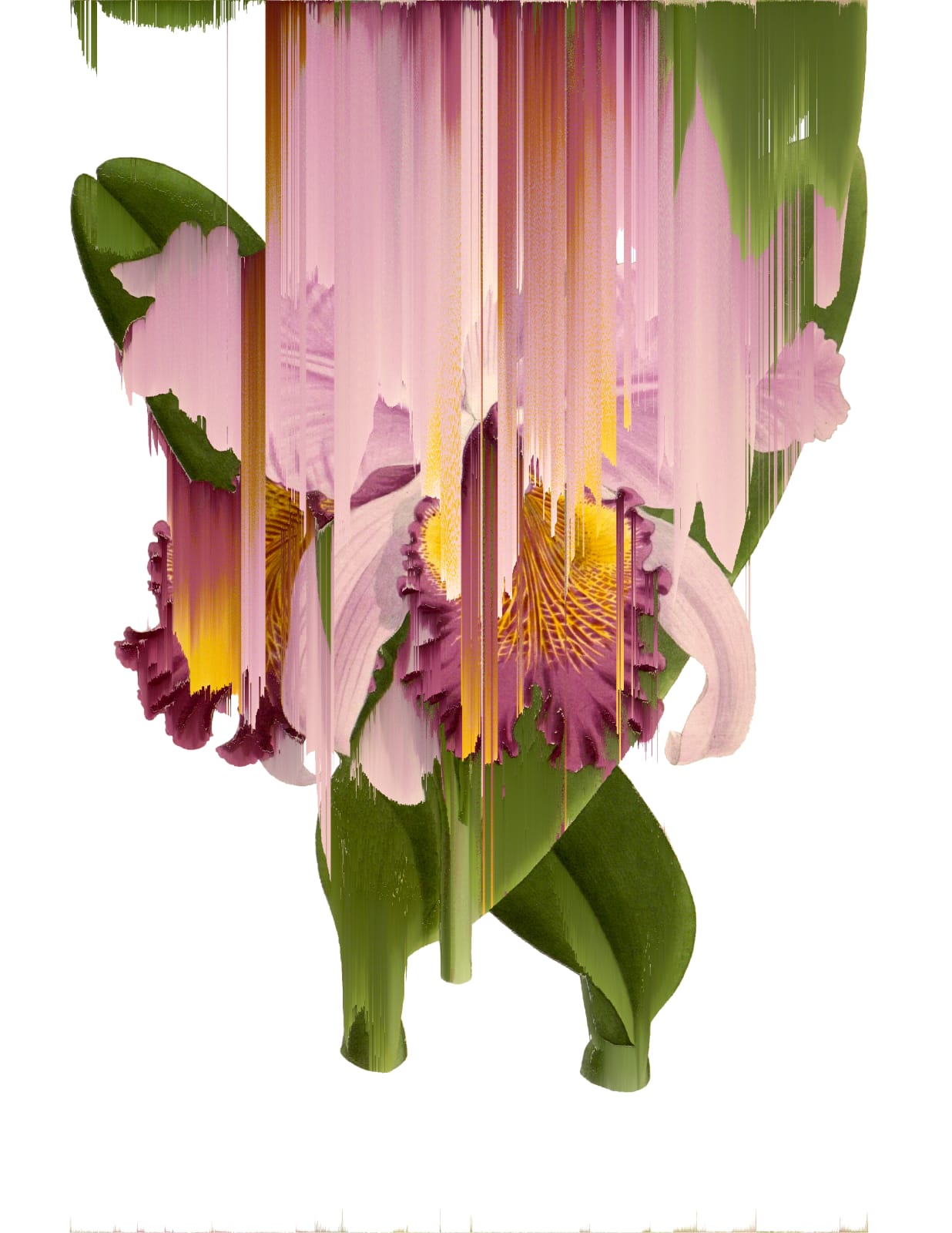 Andrea Wolf, Cattleya Hardyana, var. 016, 2020