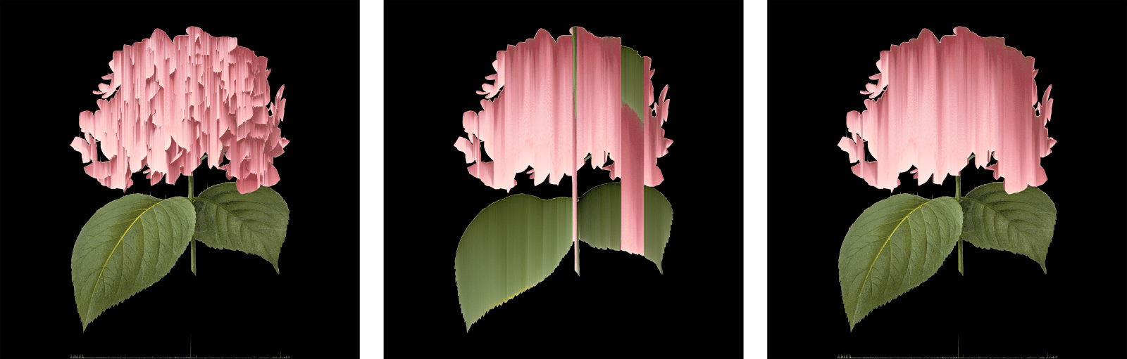 Andrea Wolf, Hydrangea Macrophylla, vars. 001, 002, 003, 2020