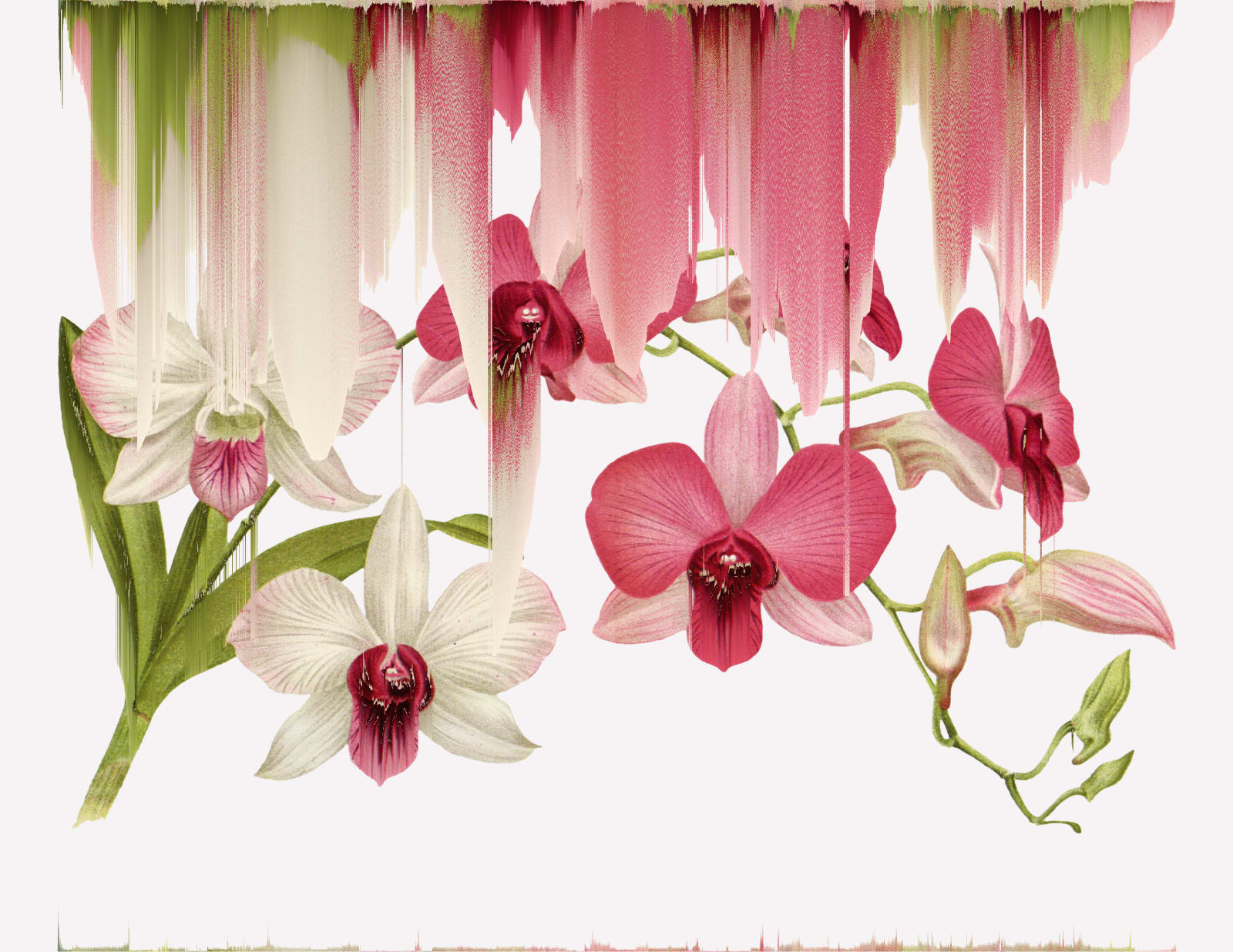 Andrea Wolf, Dendrobium Bigibbum var Phalaenopsis, var. 033, 2020