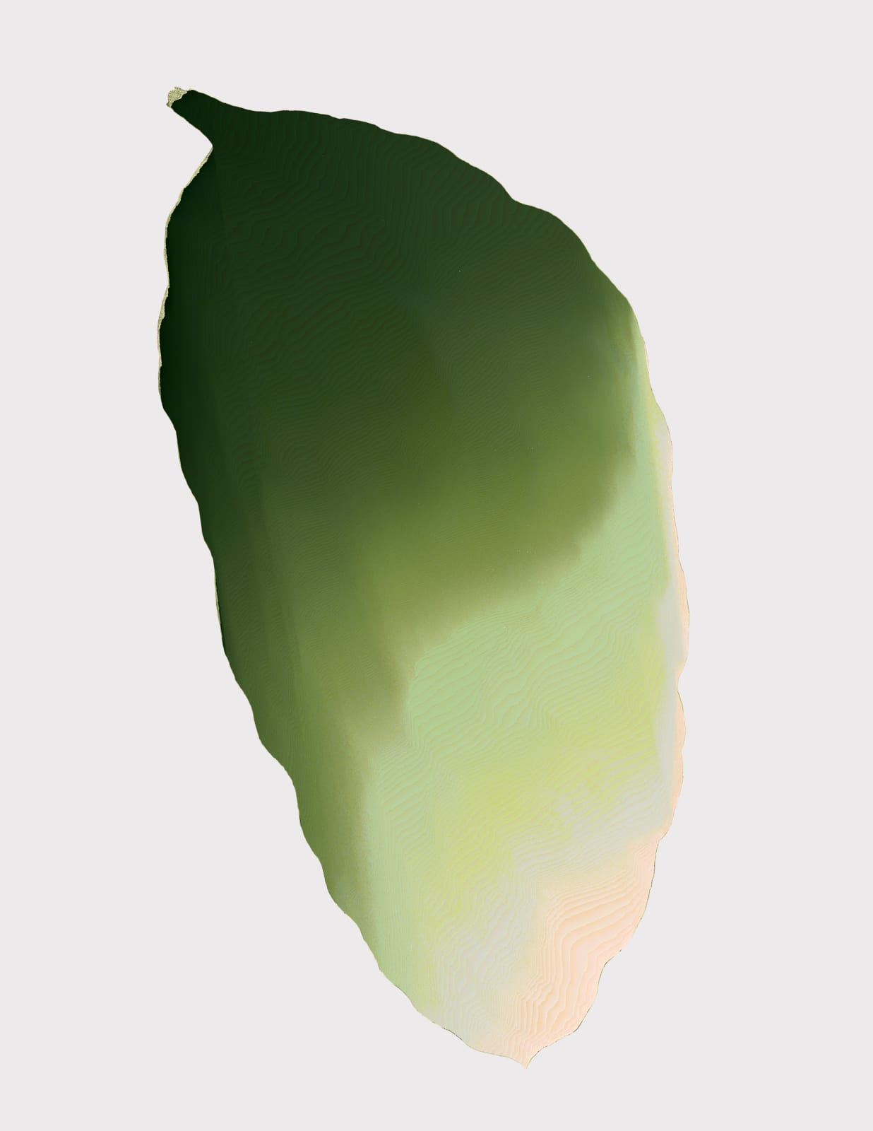 Andrea Wolf, Musa Acuminata Tropicana, var. 018, 2020