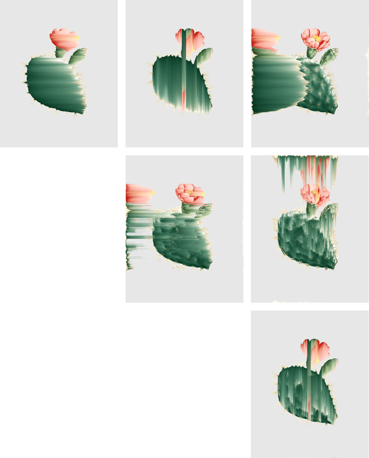 Andrea Wolf, Opuntia Basilaris, vars. 027, 036, 044, 089, 108, 1572, 2020