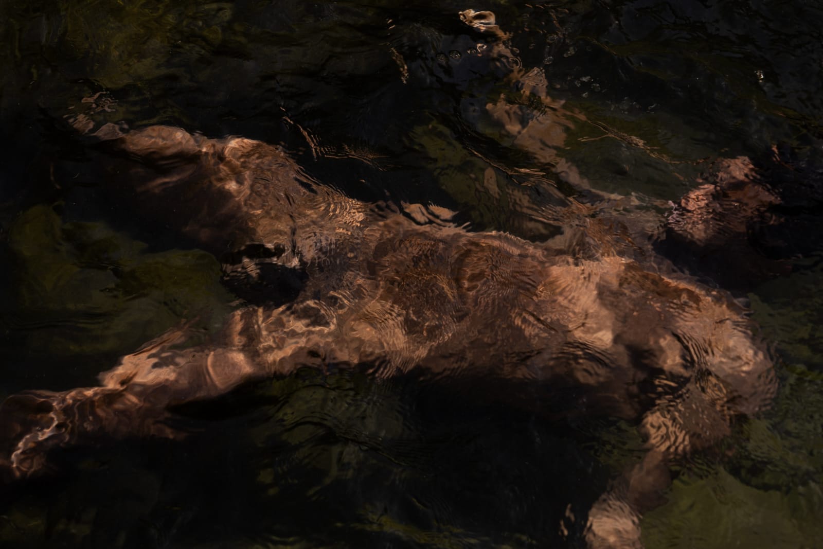 Francisco Allendes, Corpus Fluens |||, 2024