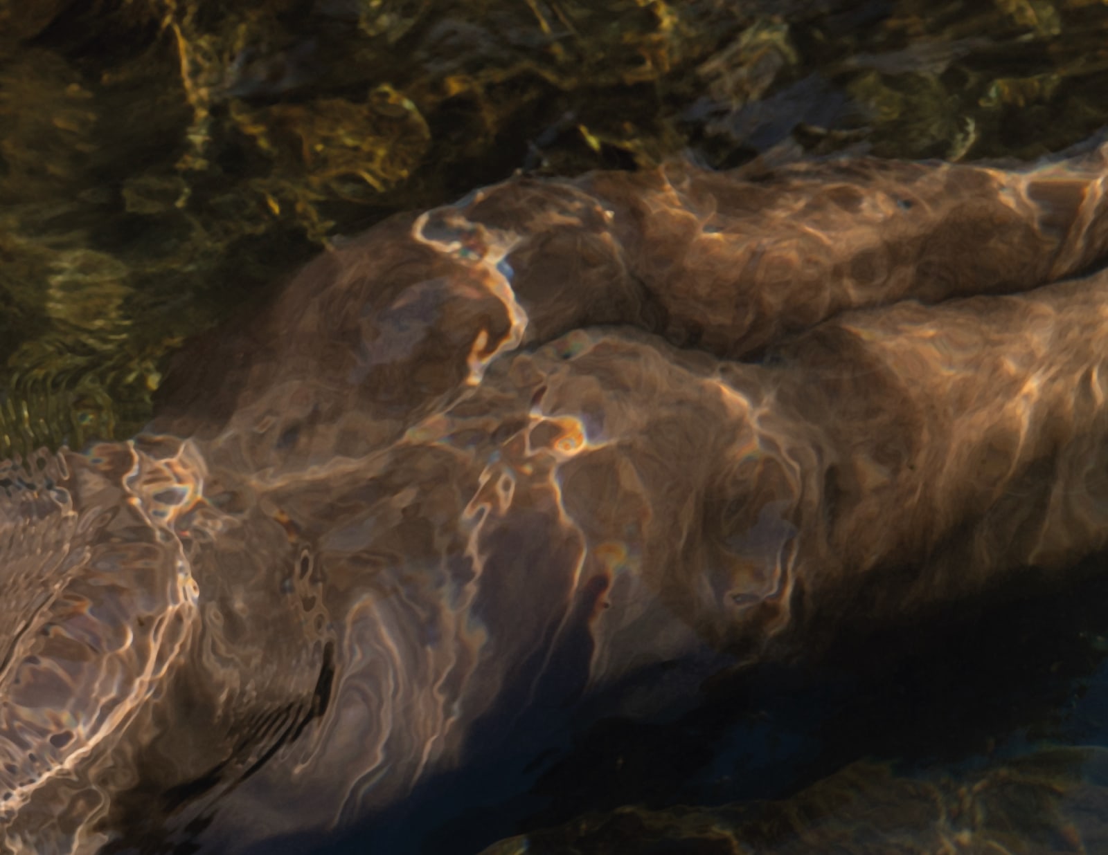 Francisco Allendes, Corpus Fluens V, 2025