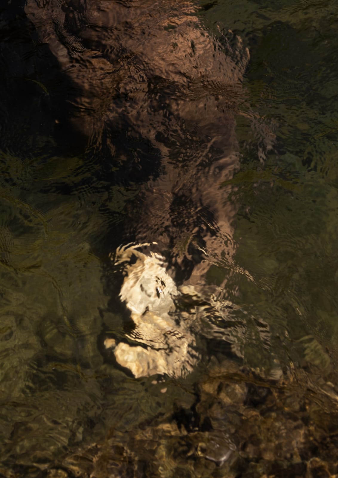 Francisco Allendes, Corpus Fluens II, 2025