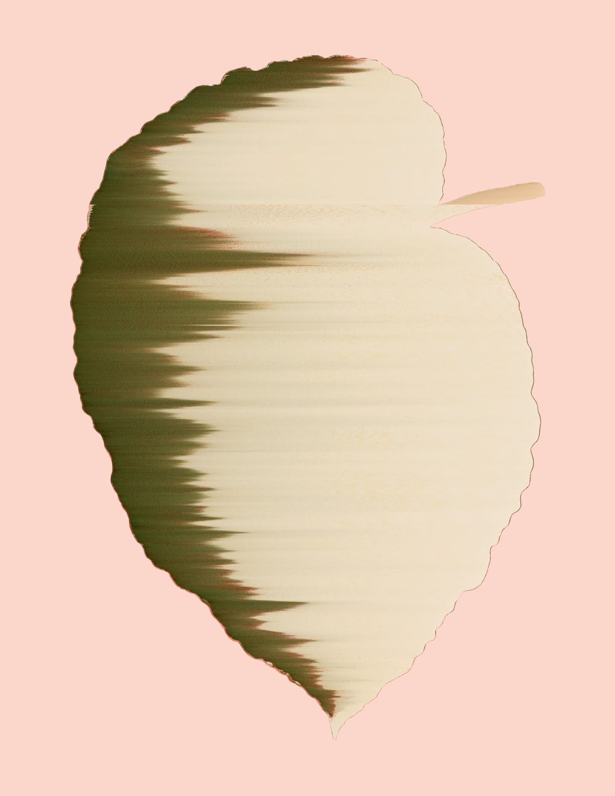 Andrea Wolf, Begonia Rex-Cultorum, vars. 042, 018, 2020