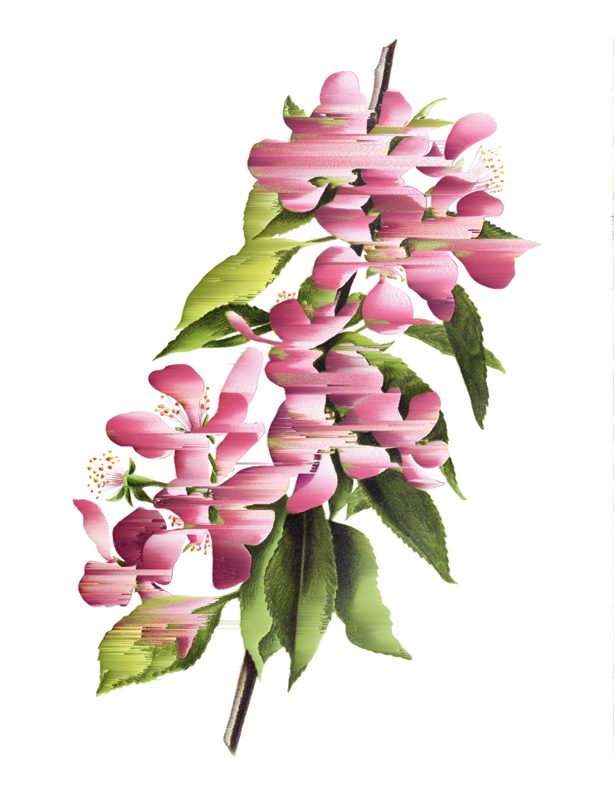 Andrea Wolf, Malus Coronaria, vars. 005, 031, 088, 2020