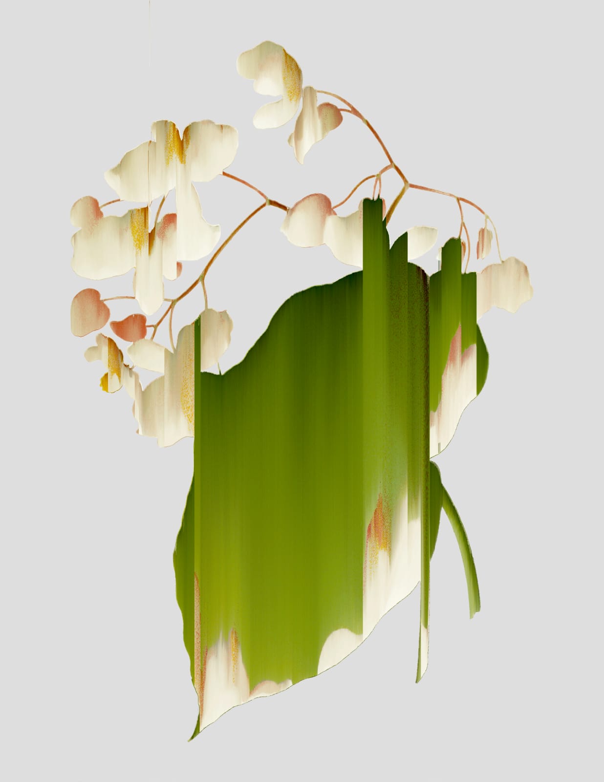 Andrea Wolf, Begonia Obliqua, var. 020, 2020