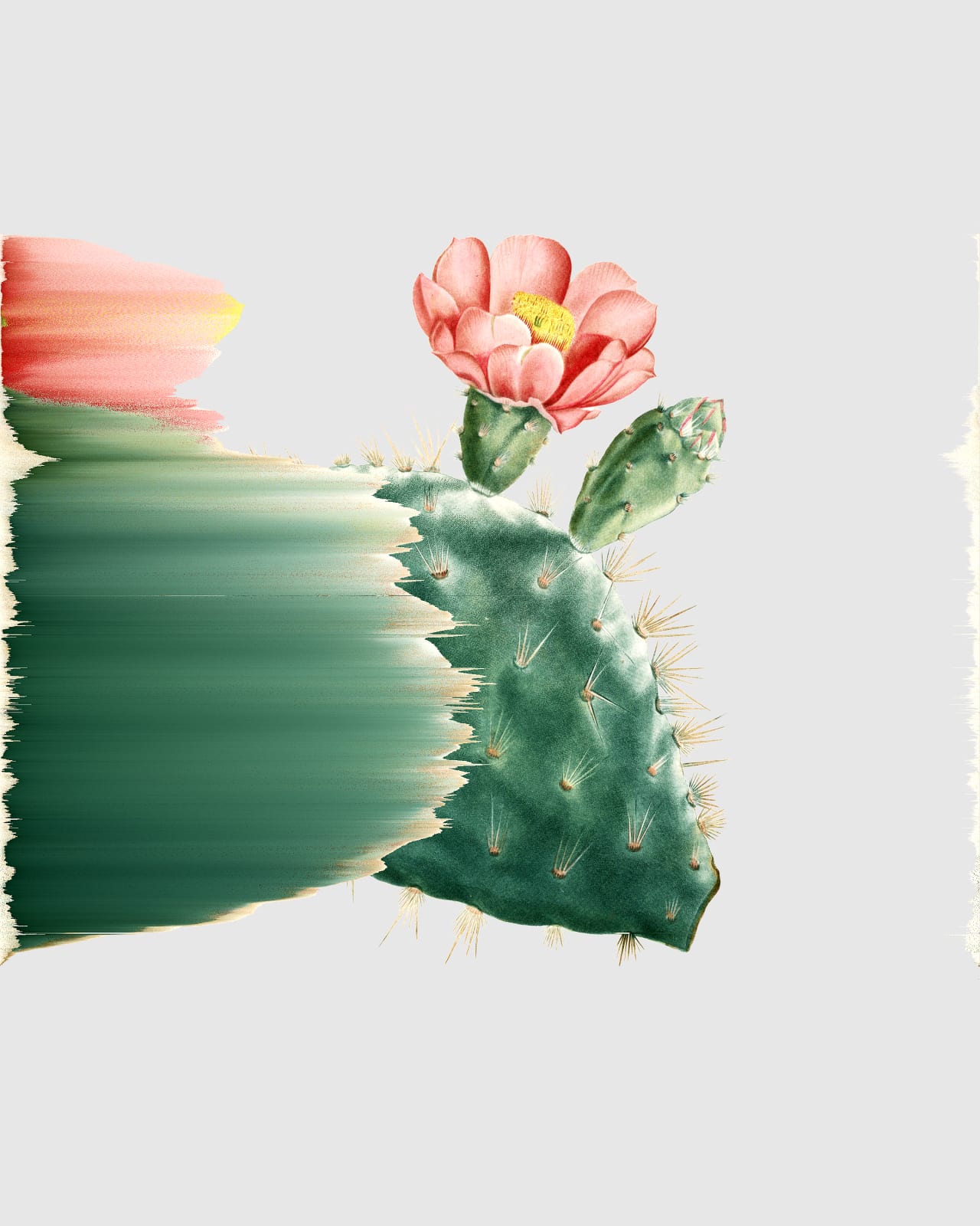 Andrea Wolf, Opuntia Basilaris, vars. 027, 036, 044, 089, 108, 1572, 2020