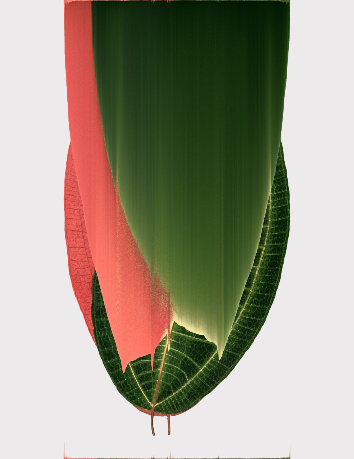 Andrea Wolf, Leaf Study, 2020