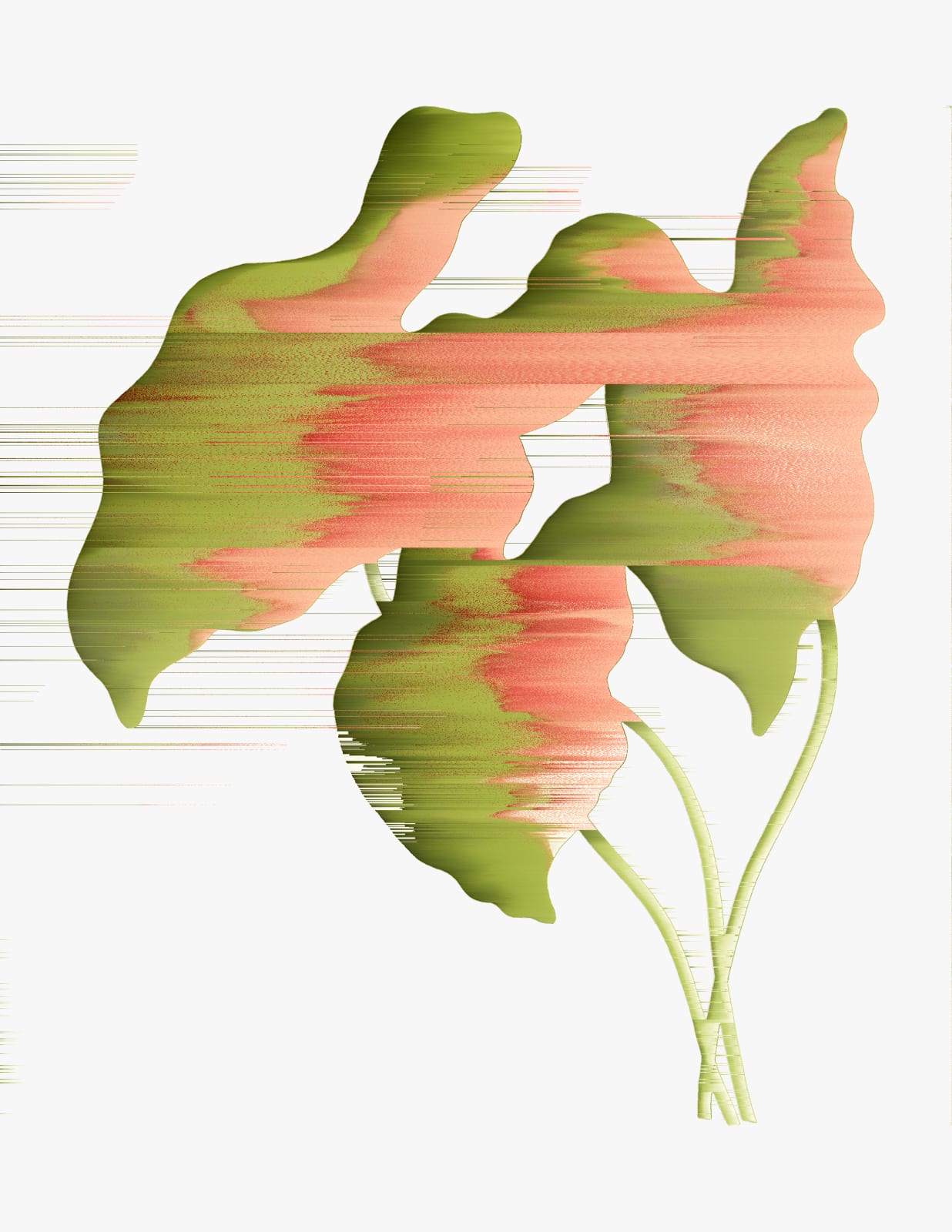 Andrea Wolf, Caladium Bicolor, vars. 001, 002, 2020