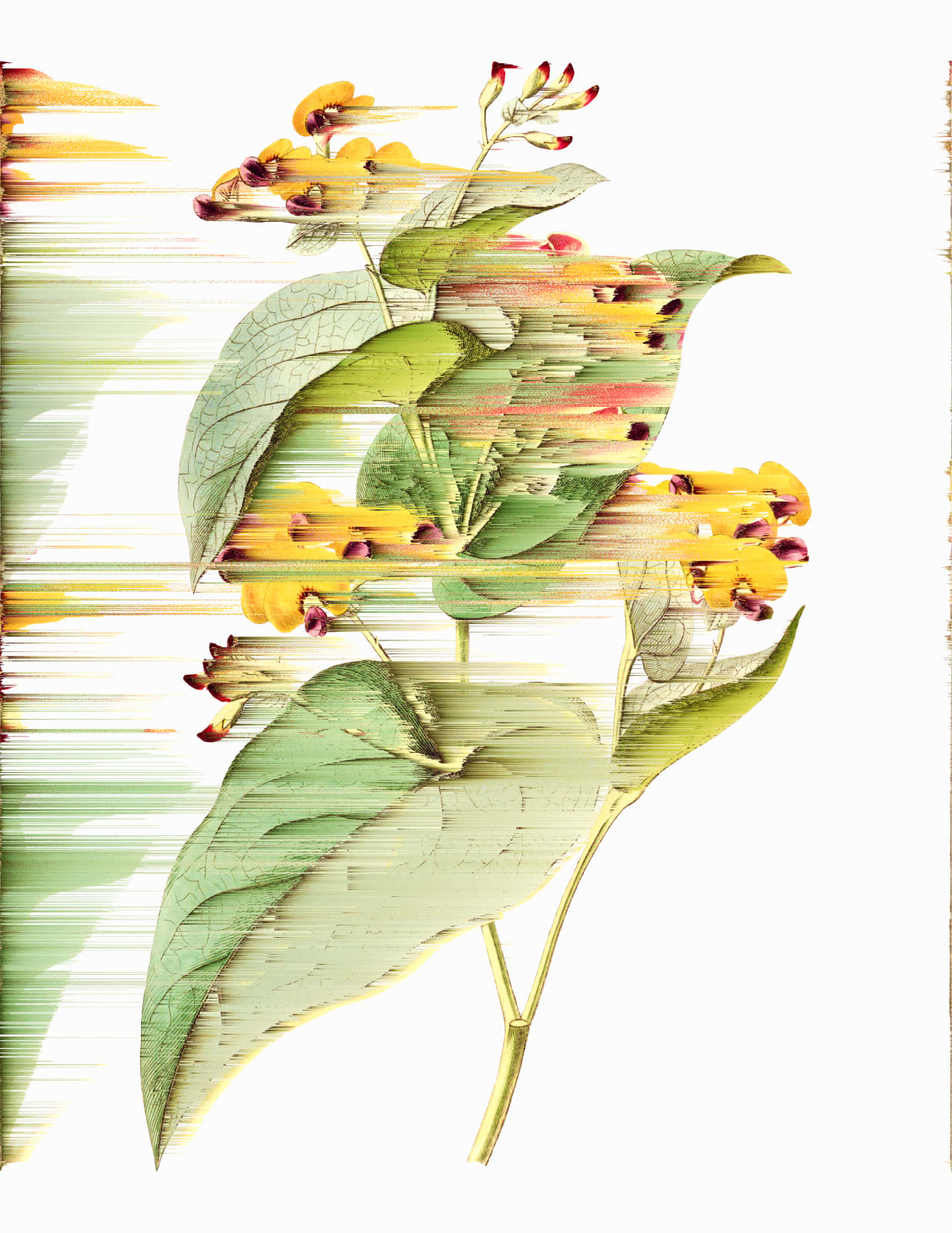 Andrea Wolf, Phalaenopsis Chibae, var. 028, 2020