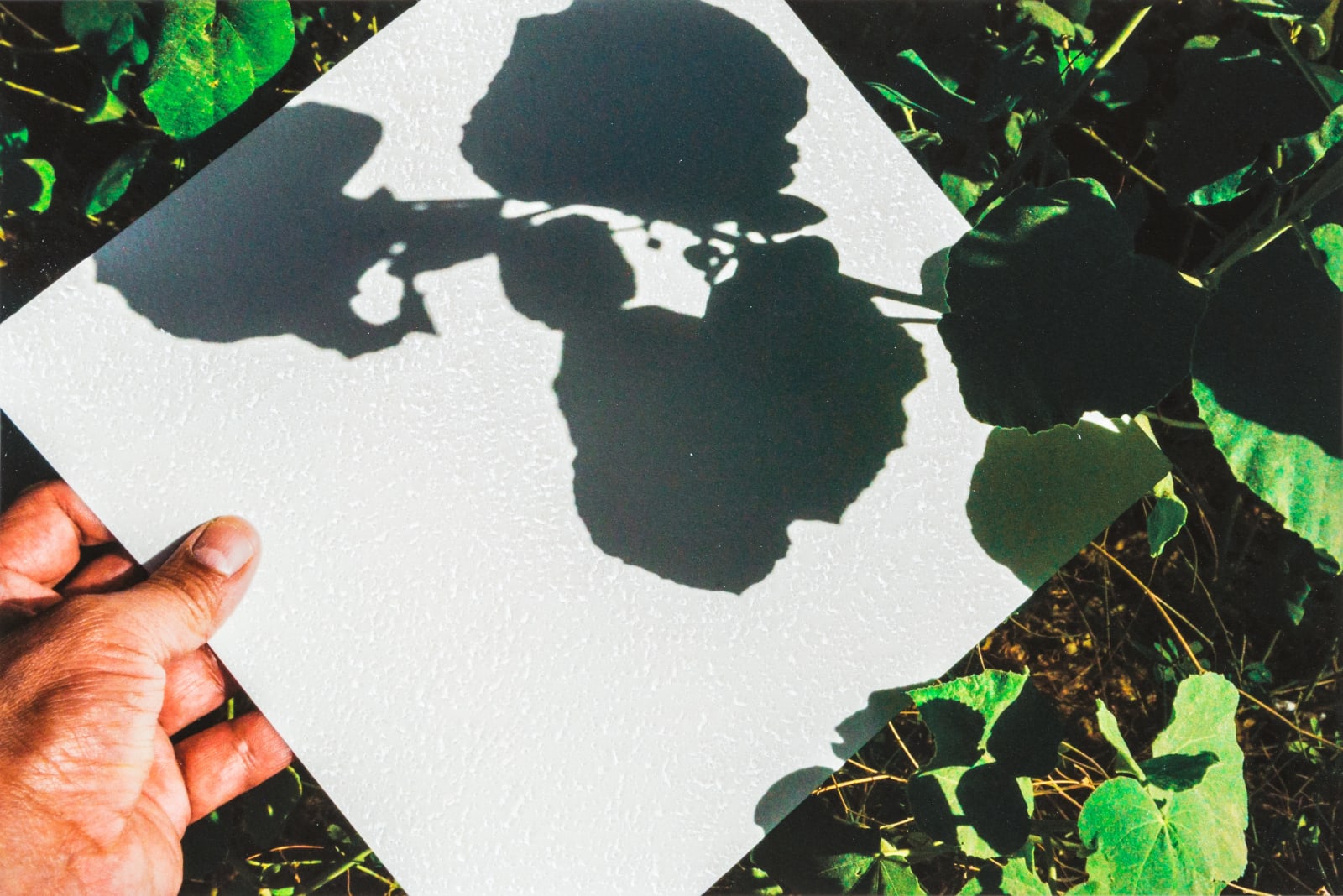 Mohammed Kazem, Collecting Light, 2016